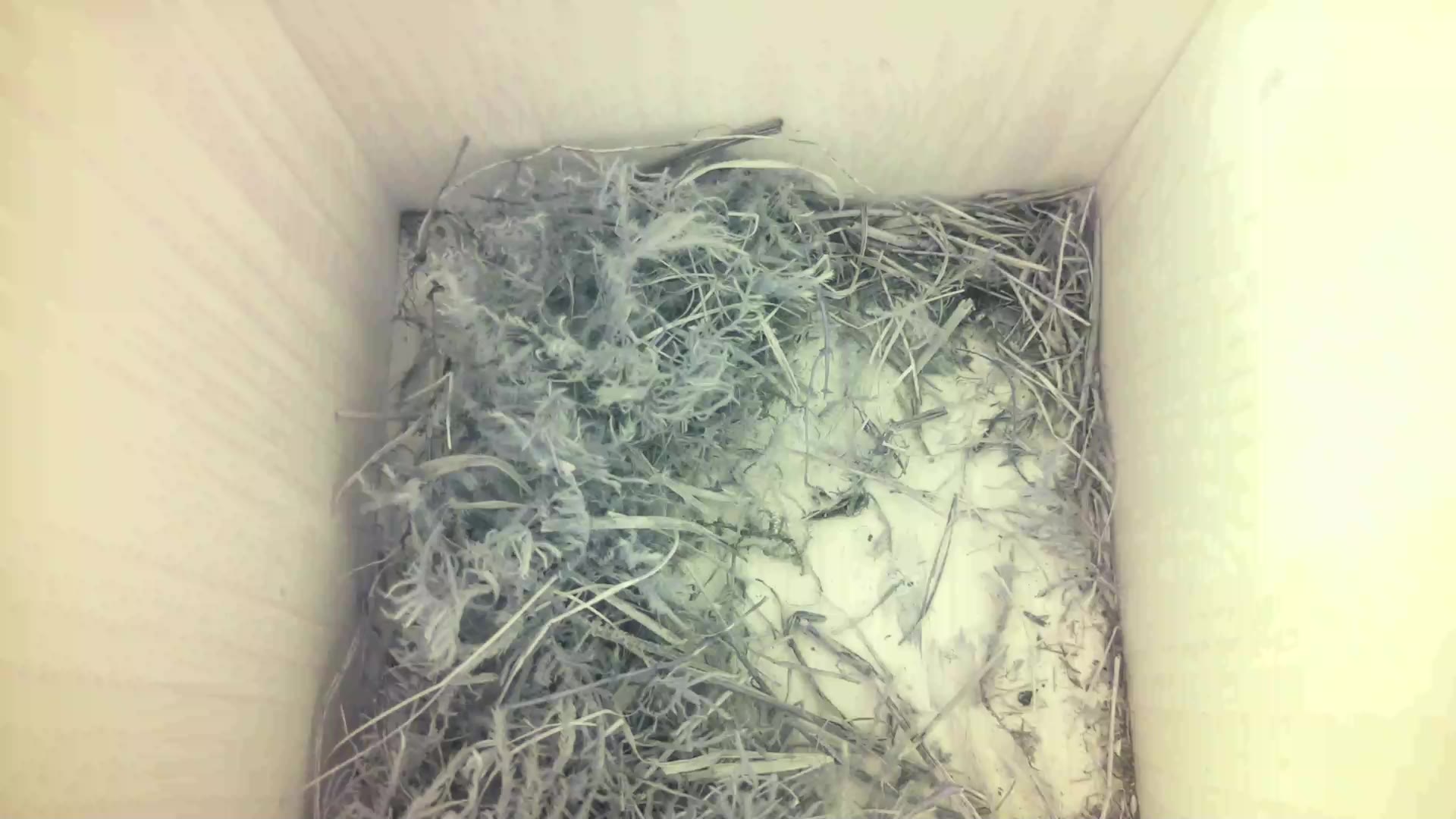 Aufnahme aus dem Vogelhaus