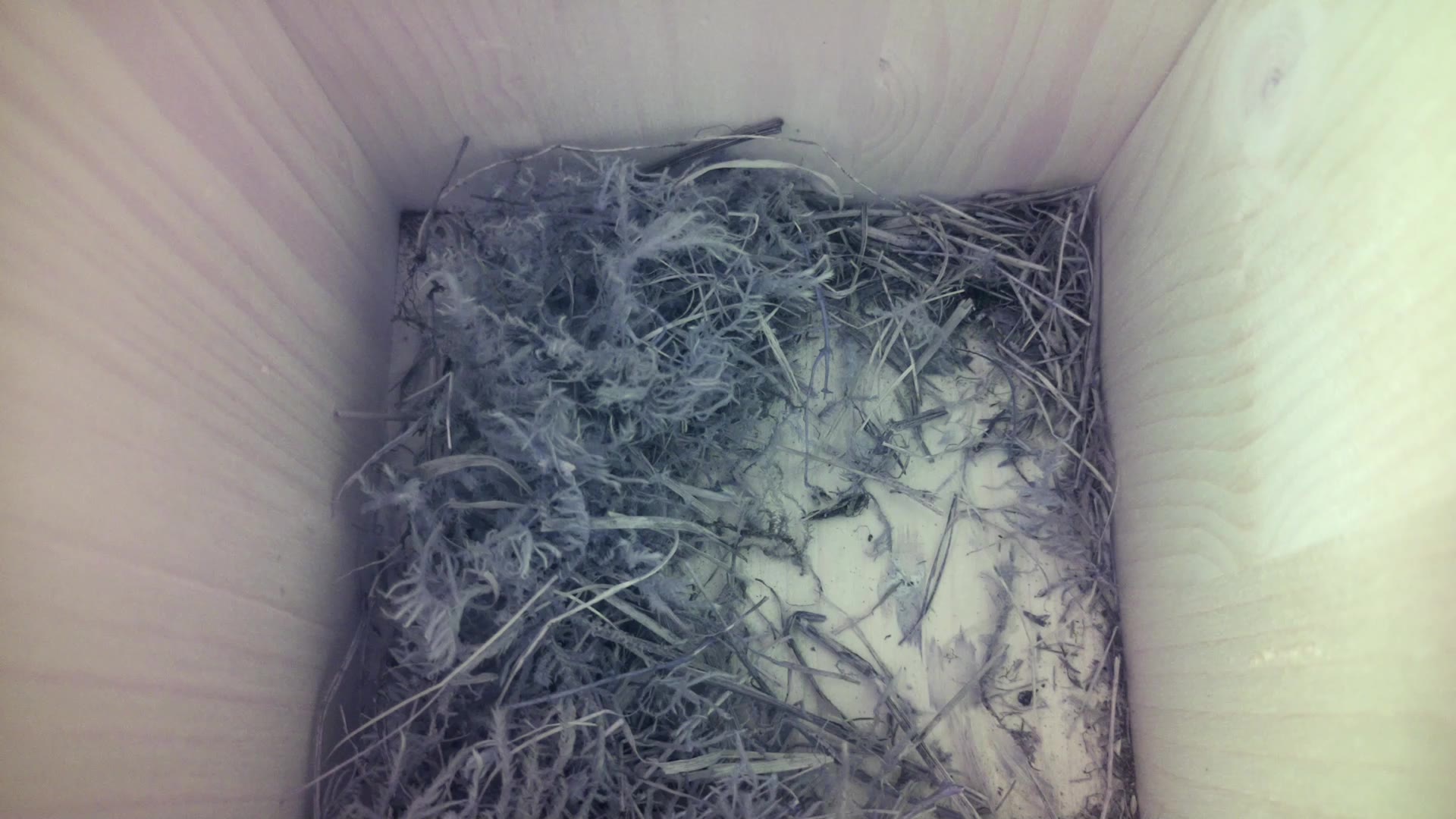 Aufnahme aus dem Vogelhaus