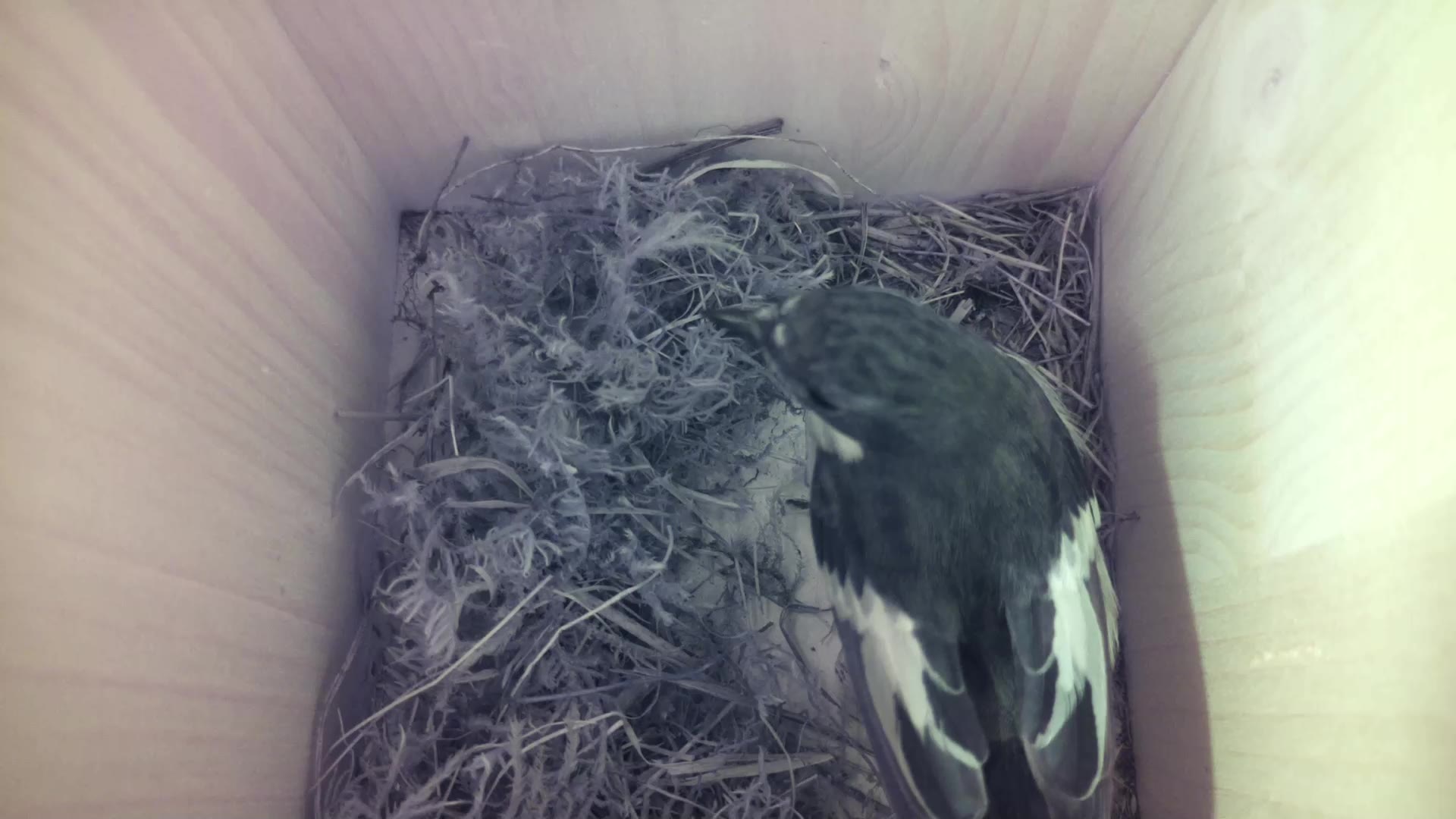Aufnahme aus dem Vogelhaus