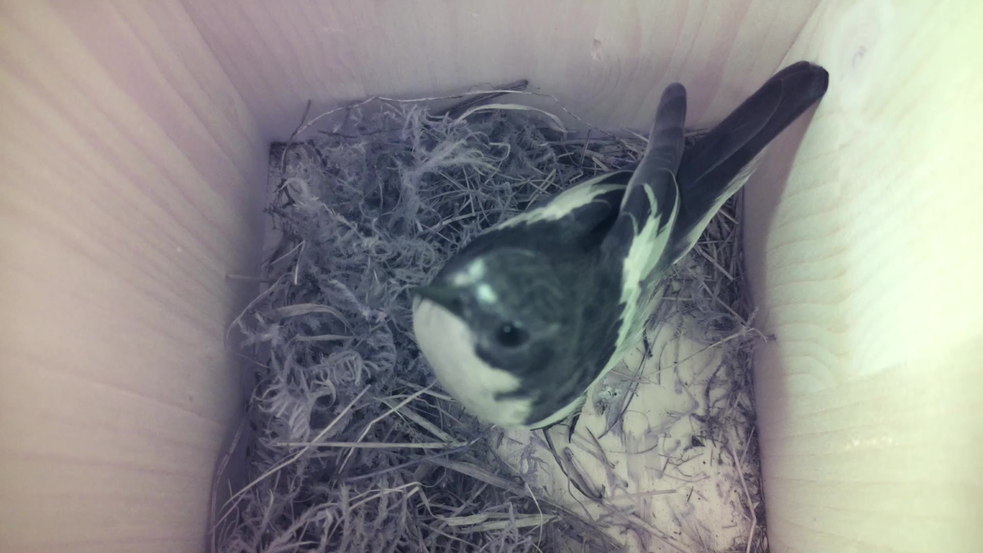 Aufnahme aus dem Vogelhaus
