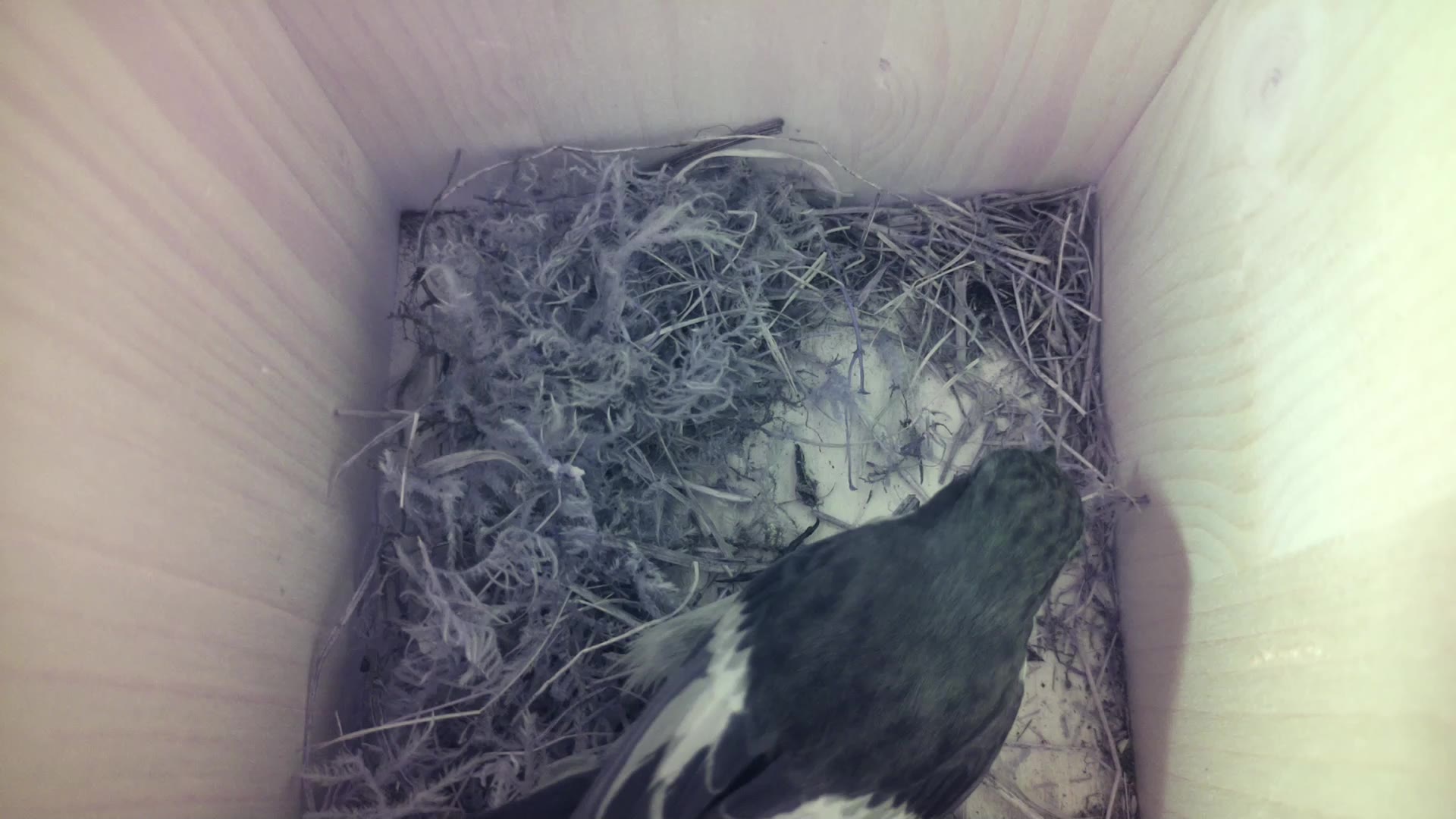 Aufnahme aus dem Vogelhaus