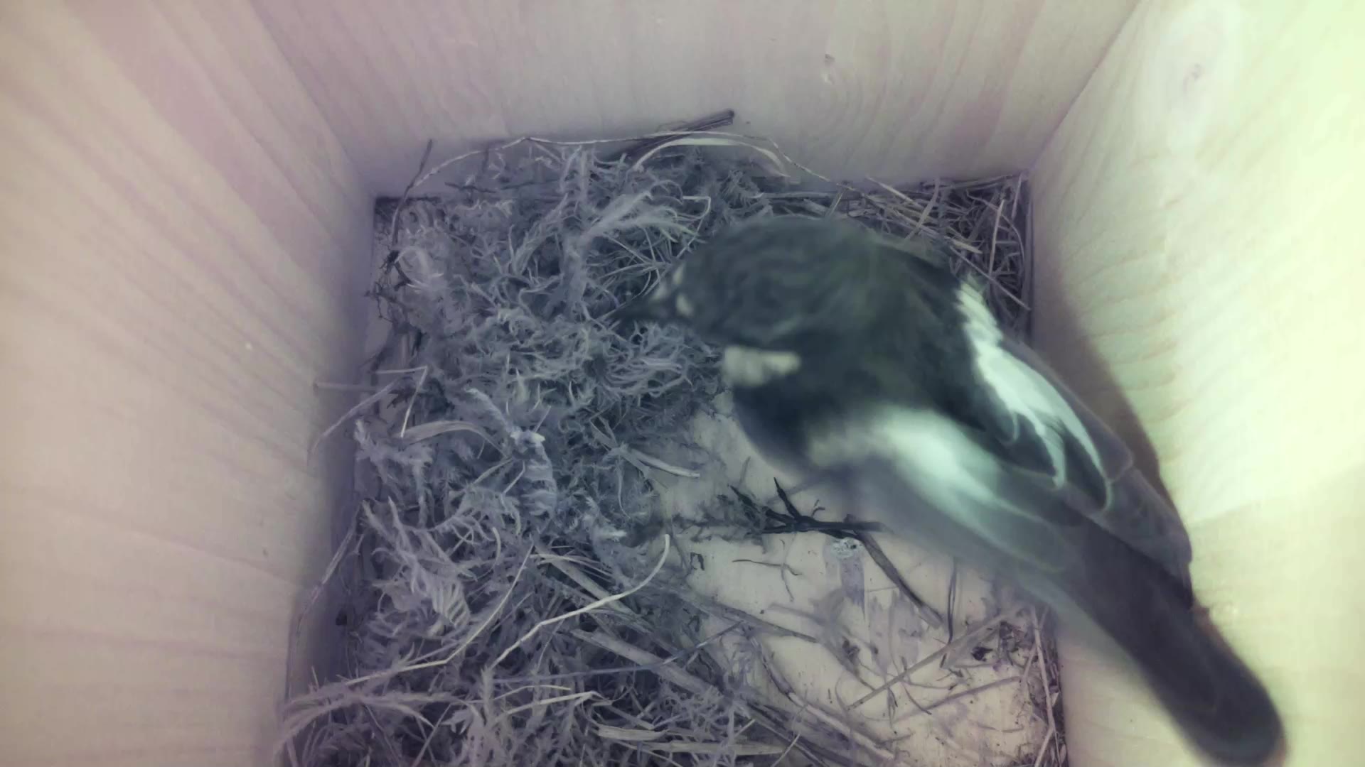 Aufnahme aus dem Vogelhaus