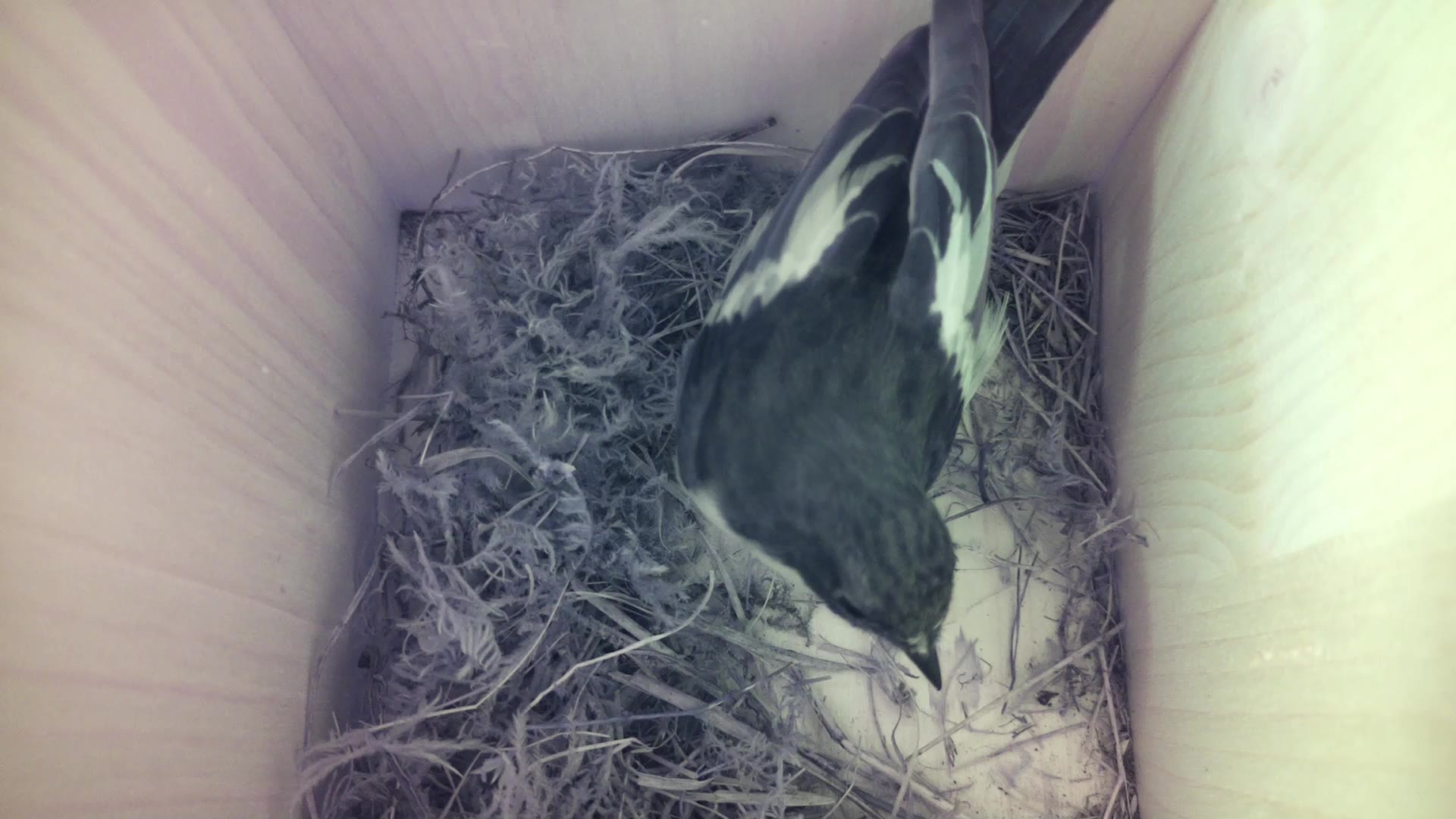 Aufnahme aus dem Vogelhaus