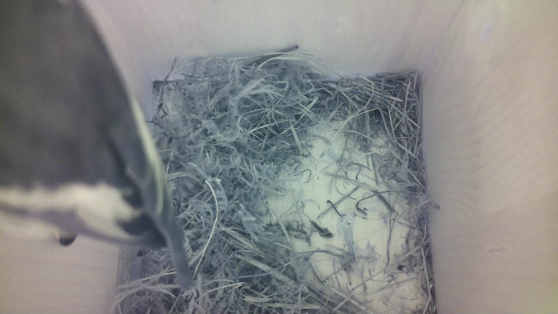 Aufnahme aus dem Vogelhaus