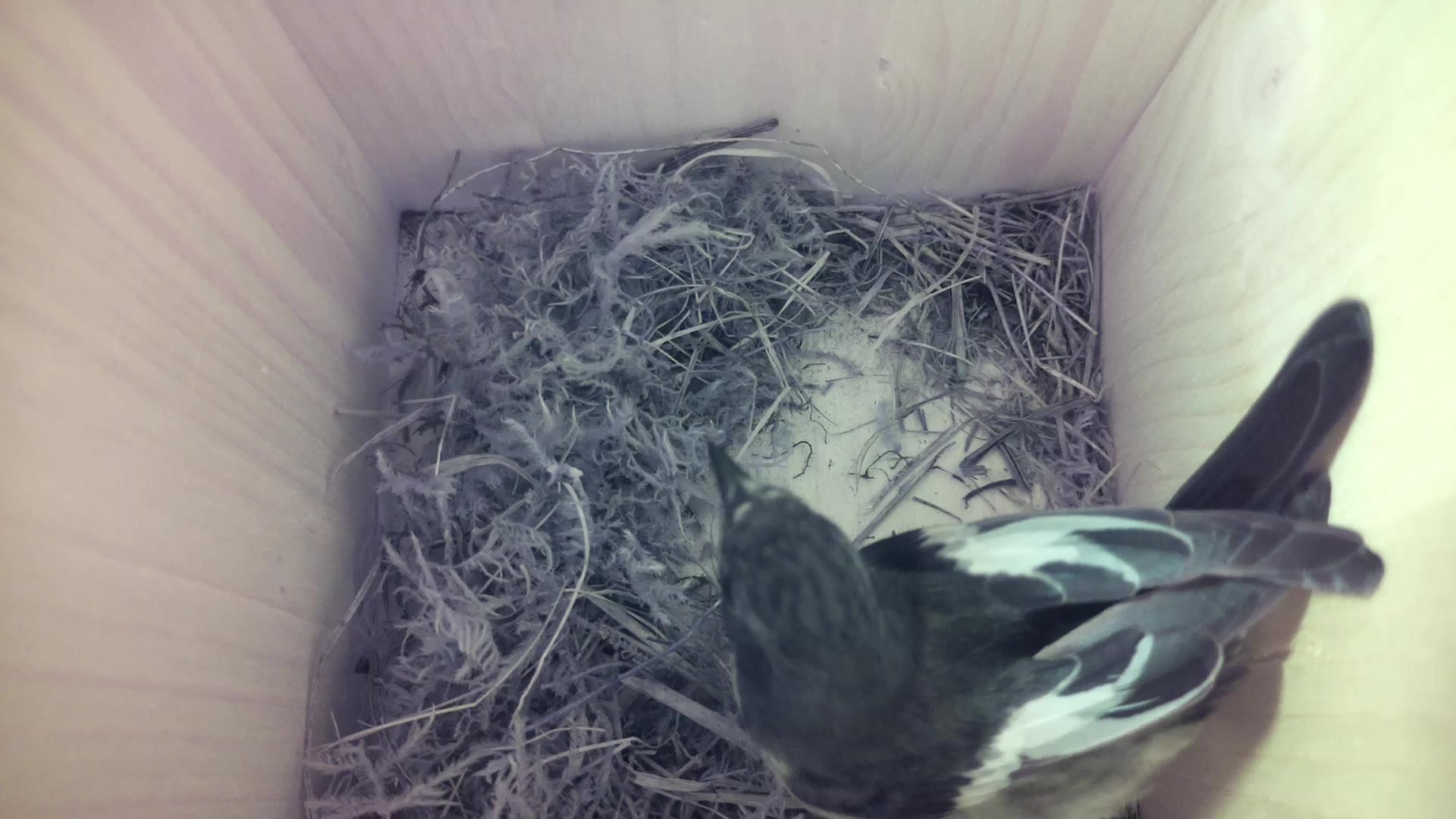 Aufnahme aus dem Vogelhaus