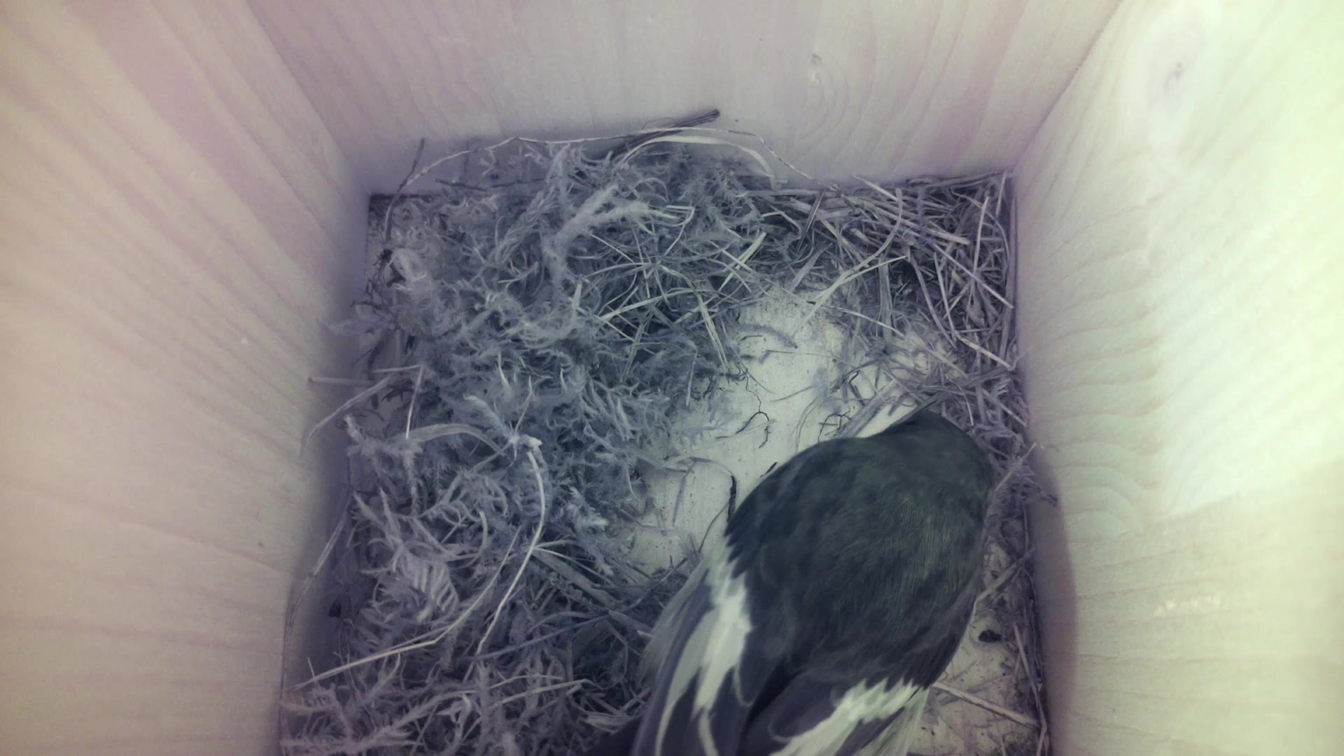 Aufnahme aus dem Vogelhaus