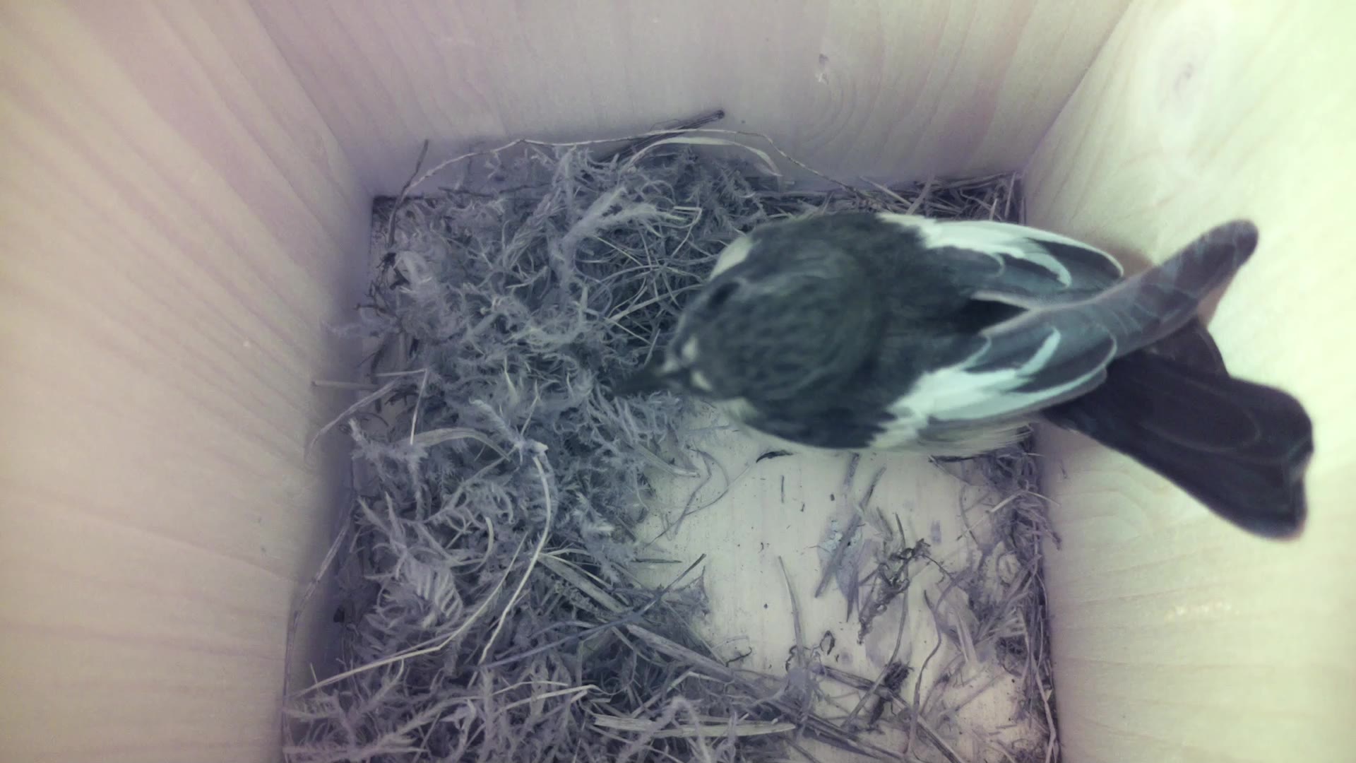 Aufnahme aus dem Vogelhaus