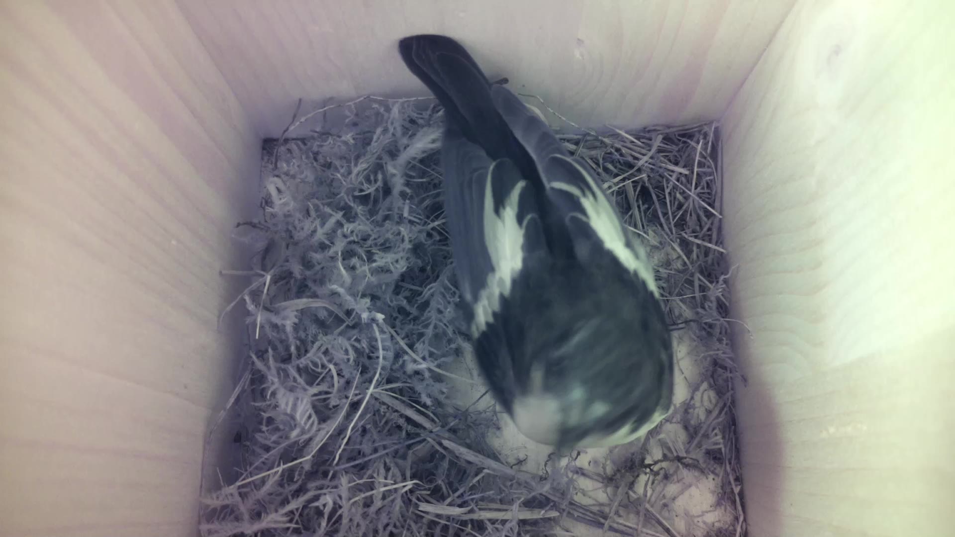Aufnahme aus dem Vogelhaus
