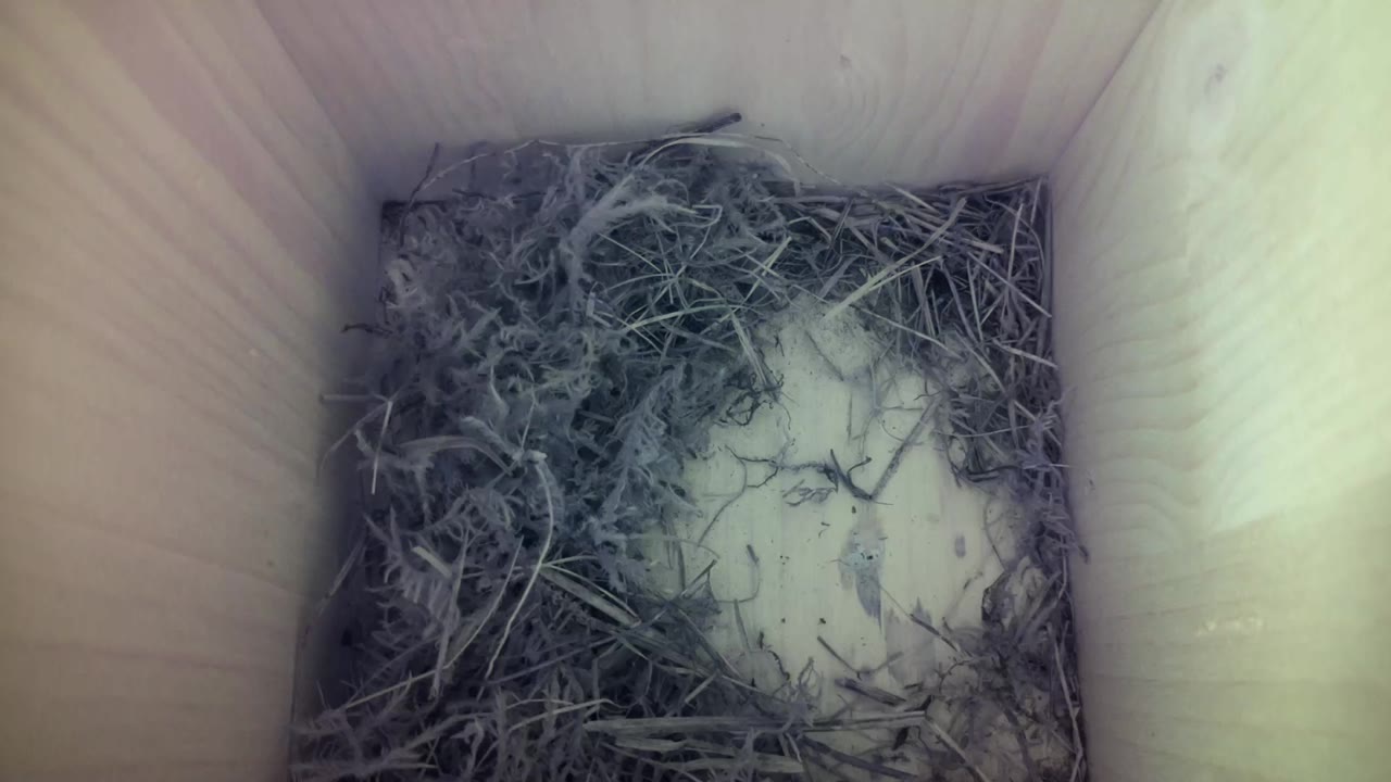 Aufnahme aus dem Vogelhaus
