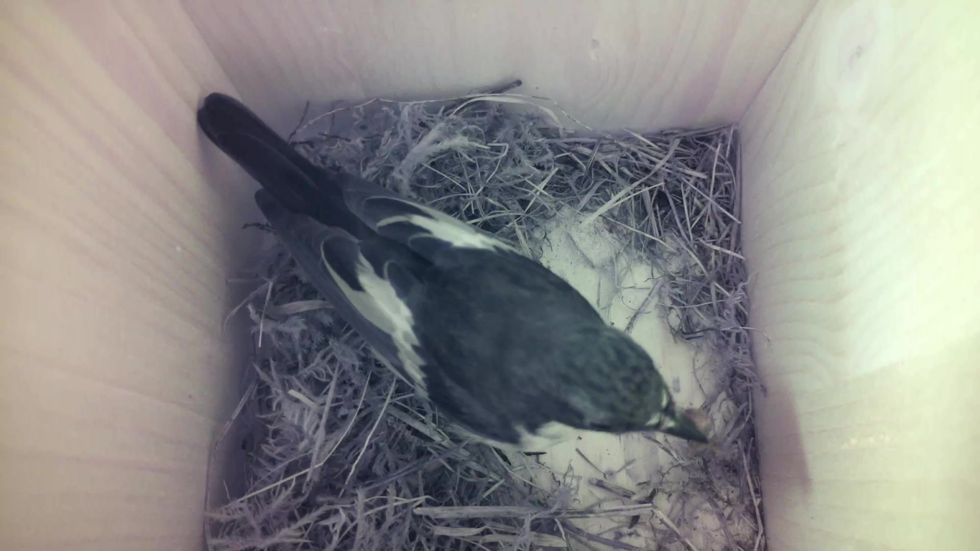 Aufnahme aus dem Vogelhaus