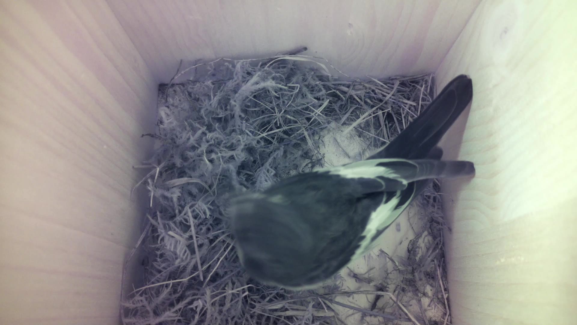 Aufnahme aus dem Vogelhaus