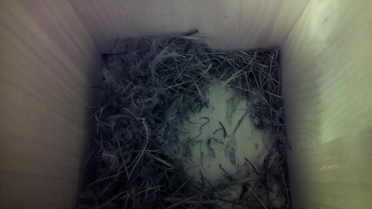 Aufnahme aus dem Vogelhaus
