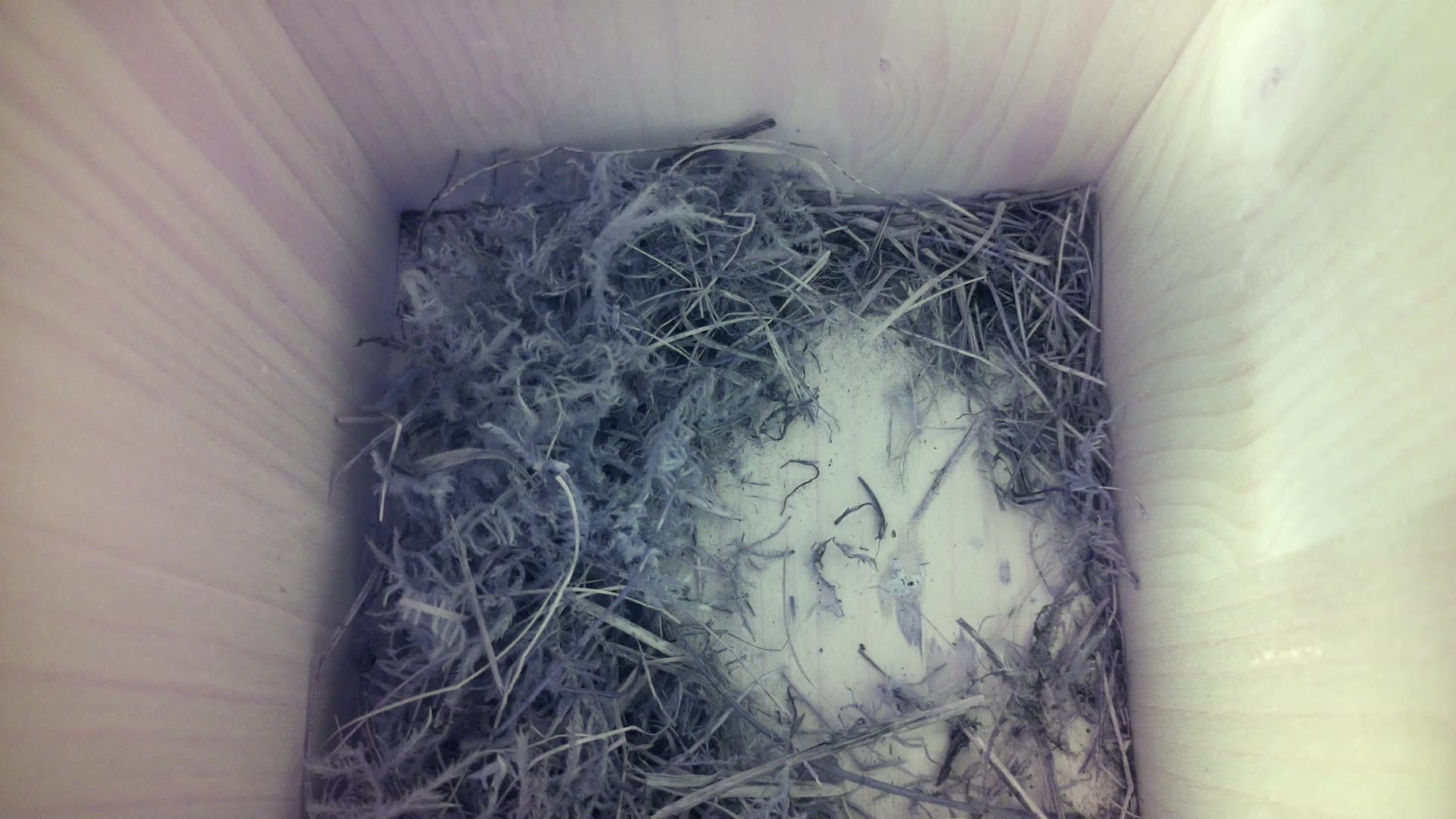 Aufnahme aus dem Vogelhaus