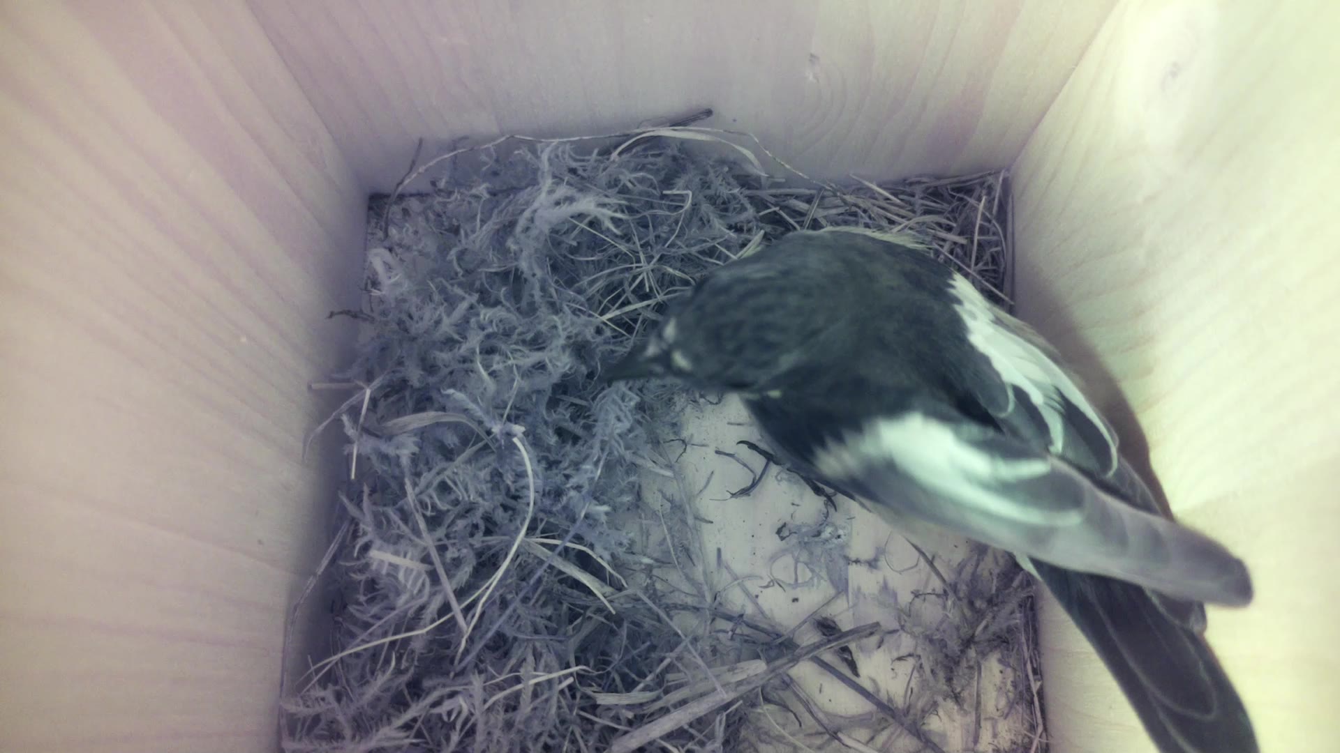Aufnahme aus dem Vogelhaus