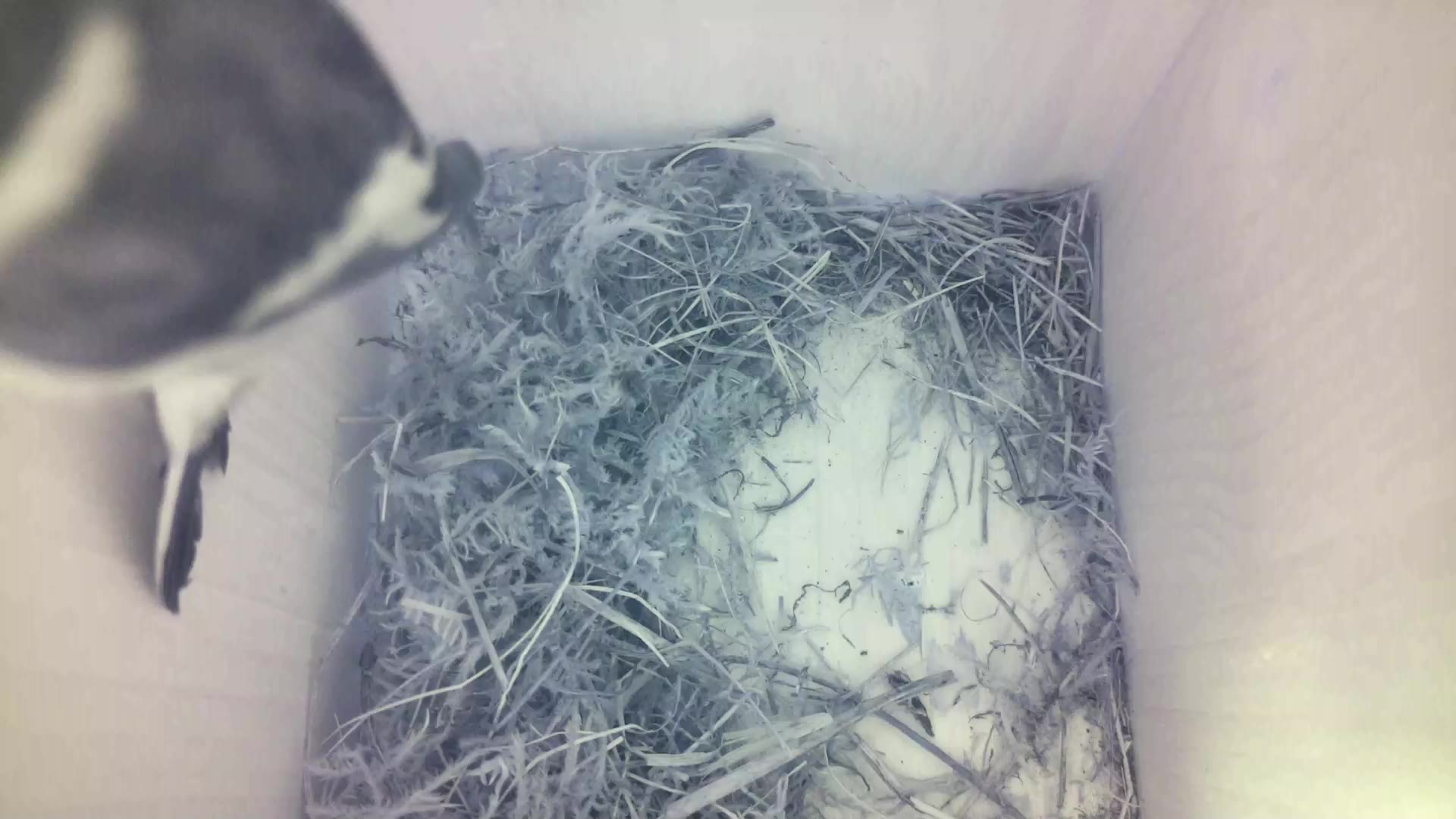 Aufnahme aus dem Vogelhaus