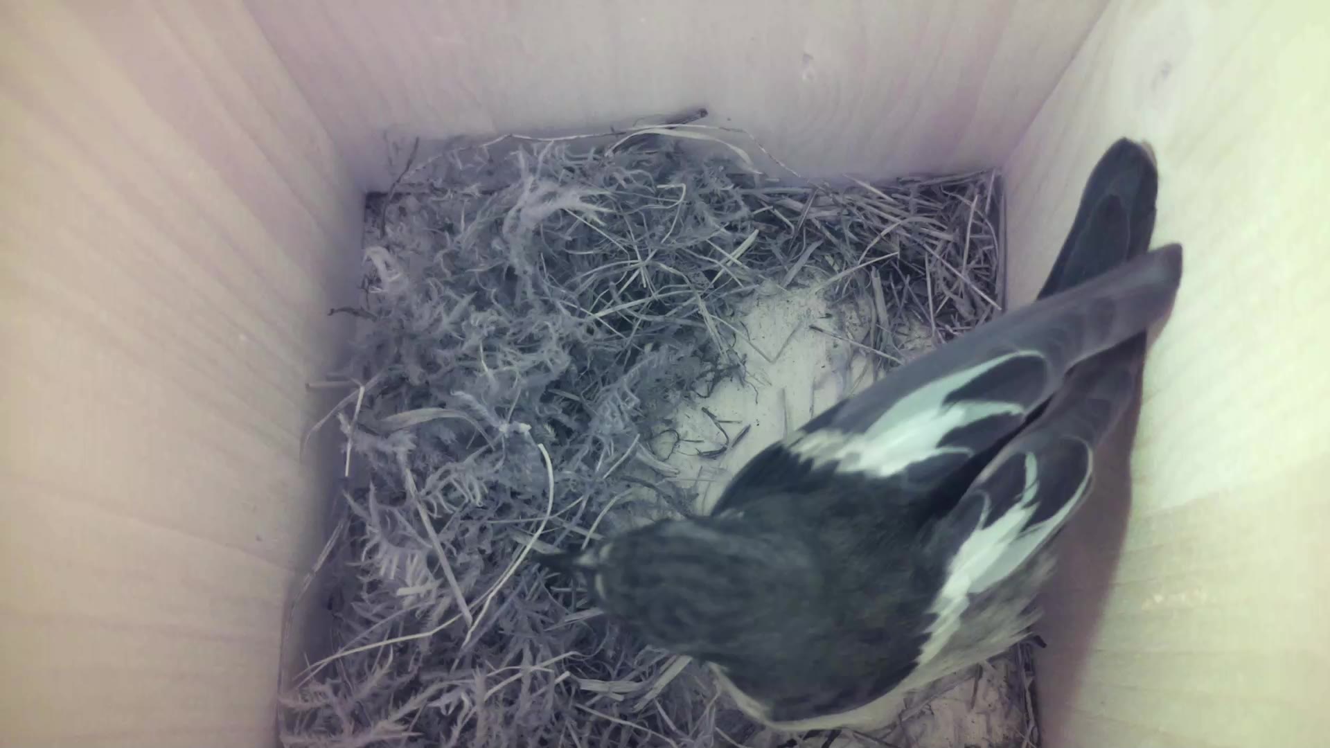 Aufnahme aus dem Vogelhaus