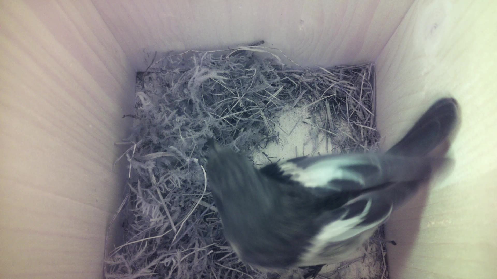 Aufnahme aus dem Vogelhaus
