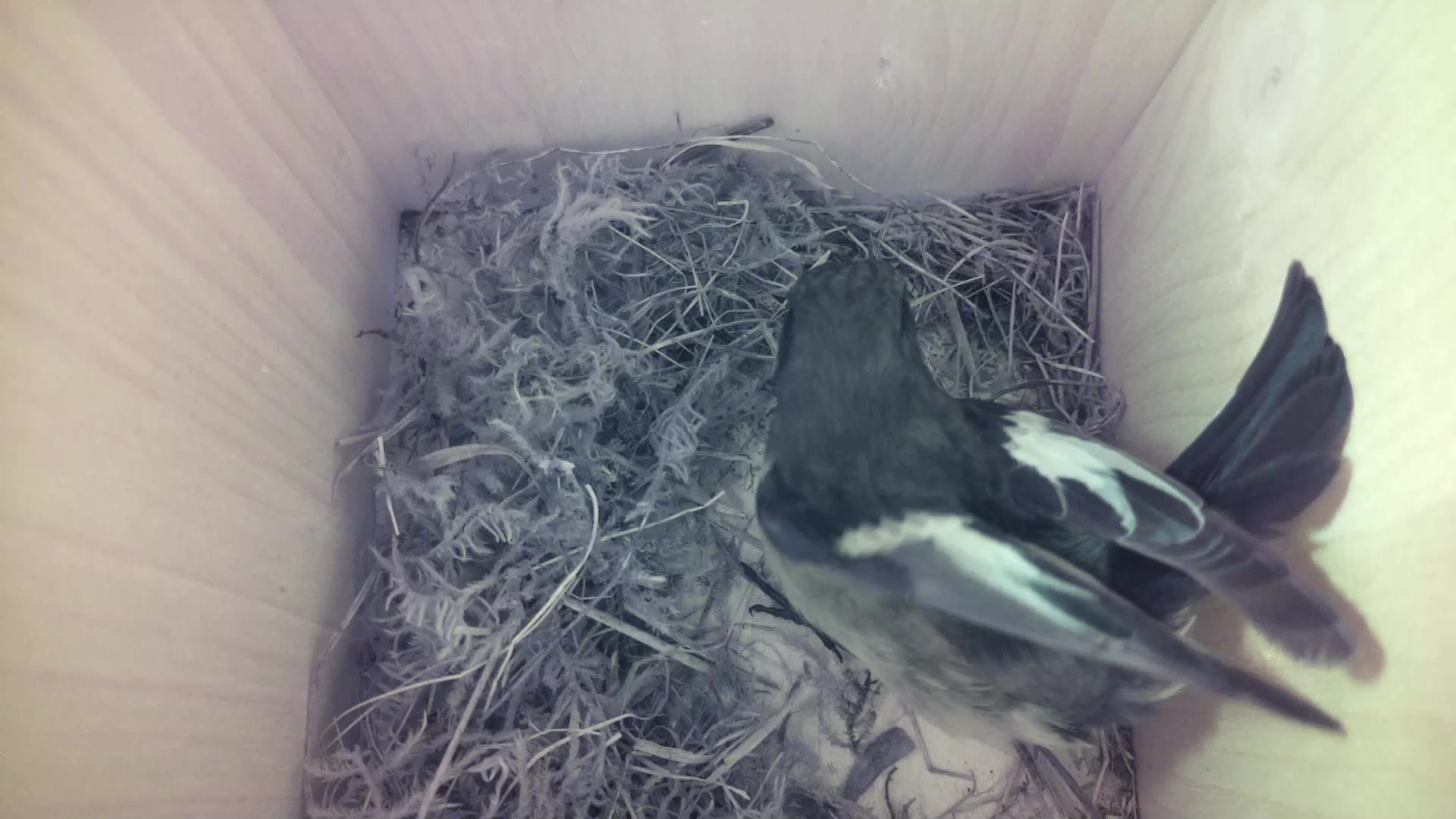 Aufnahme aus dem Vogelhaus