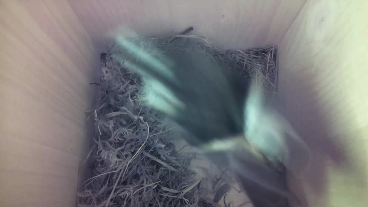 Aufnahme aus dem Vogelhaus