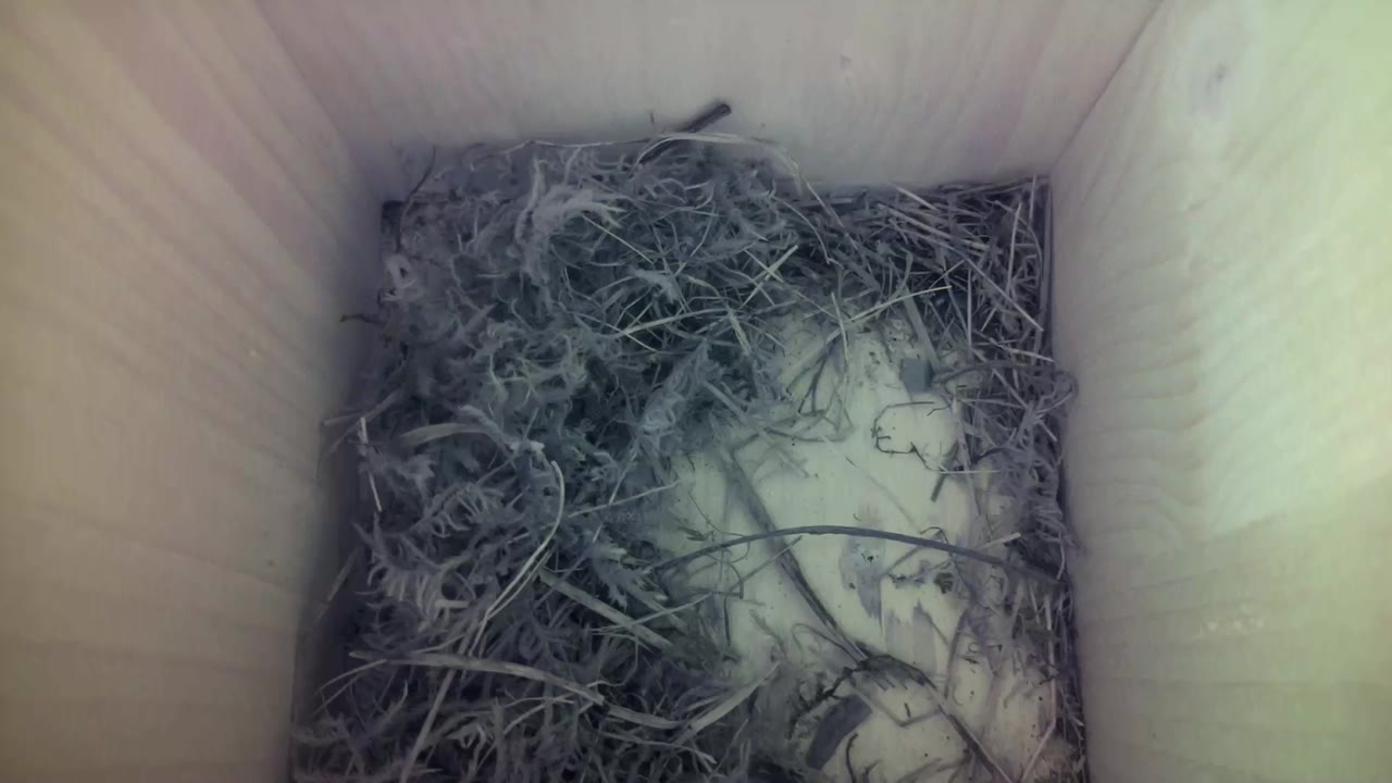 Aufnahme aus dem Vogelhaus