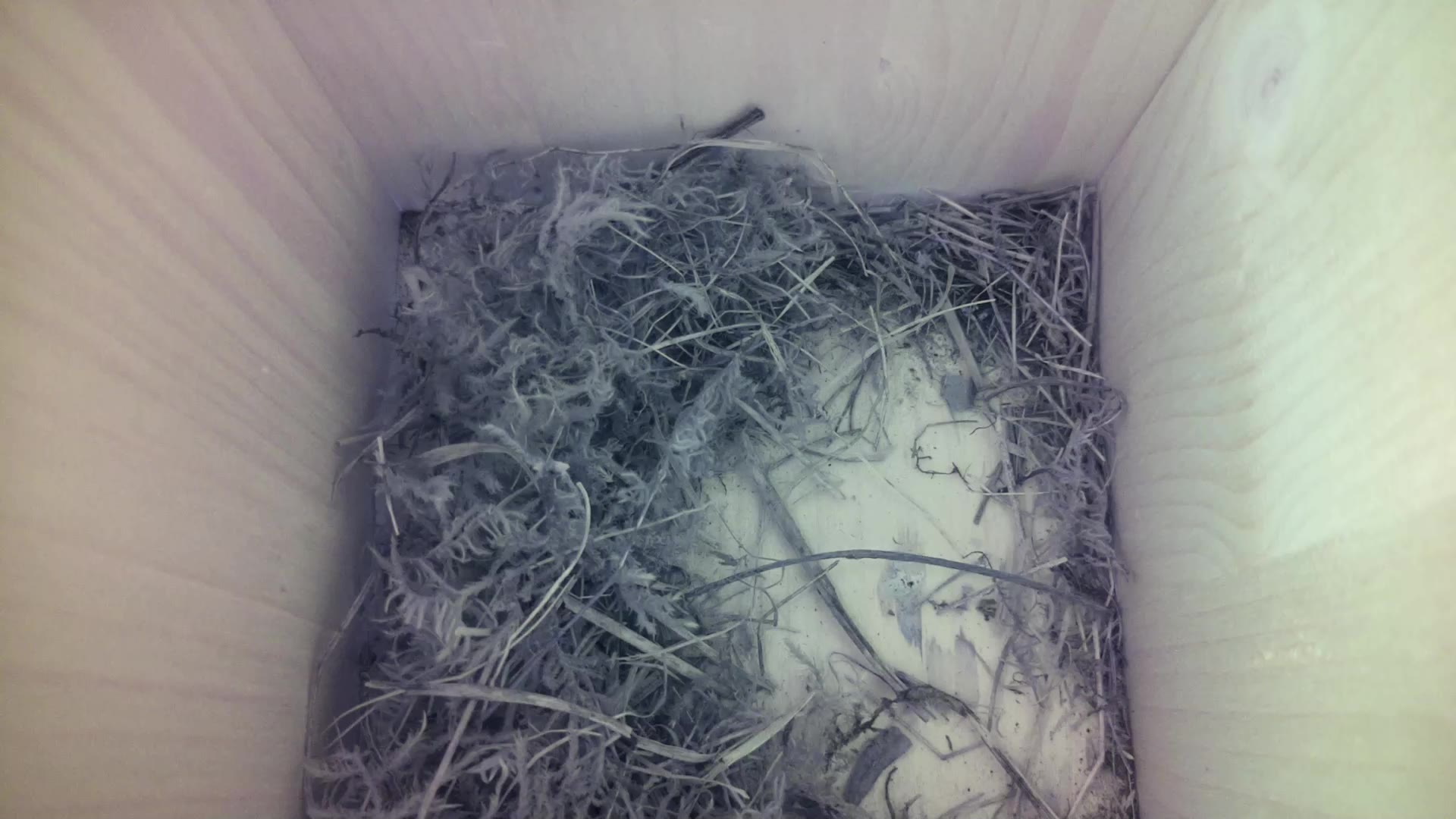 Aufnahme aus dem Vogelhaus