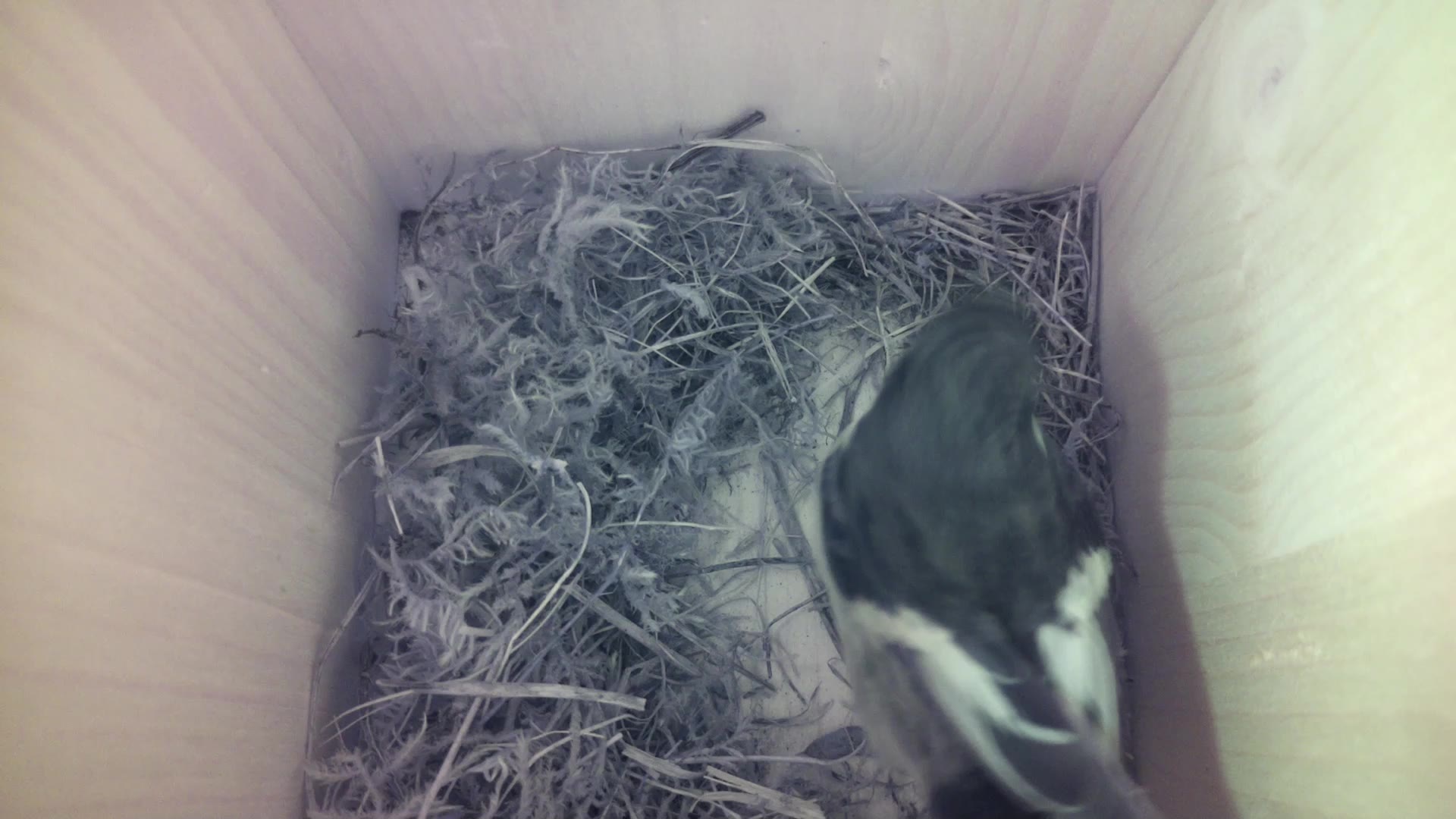 Aufnahme aus dem Vogelhaus