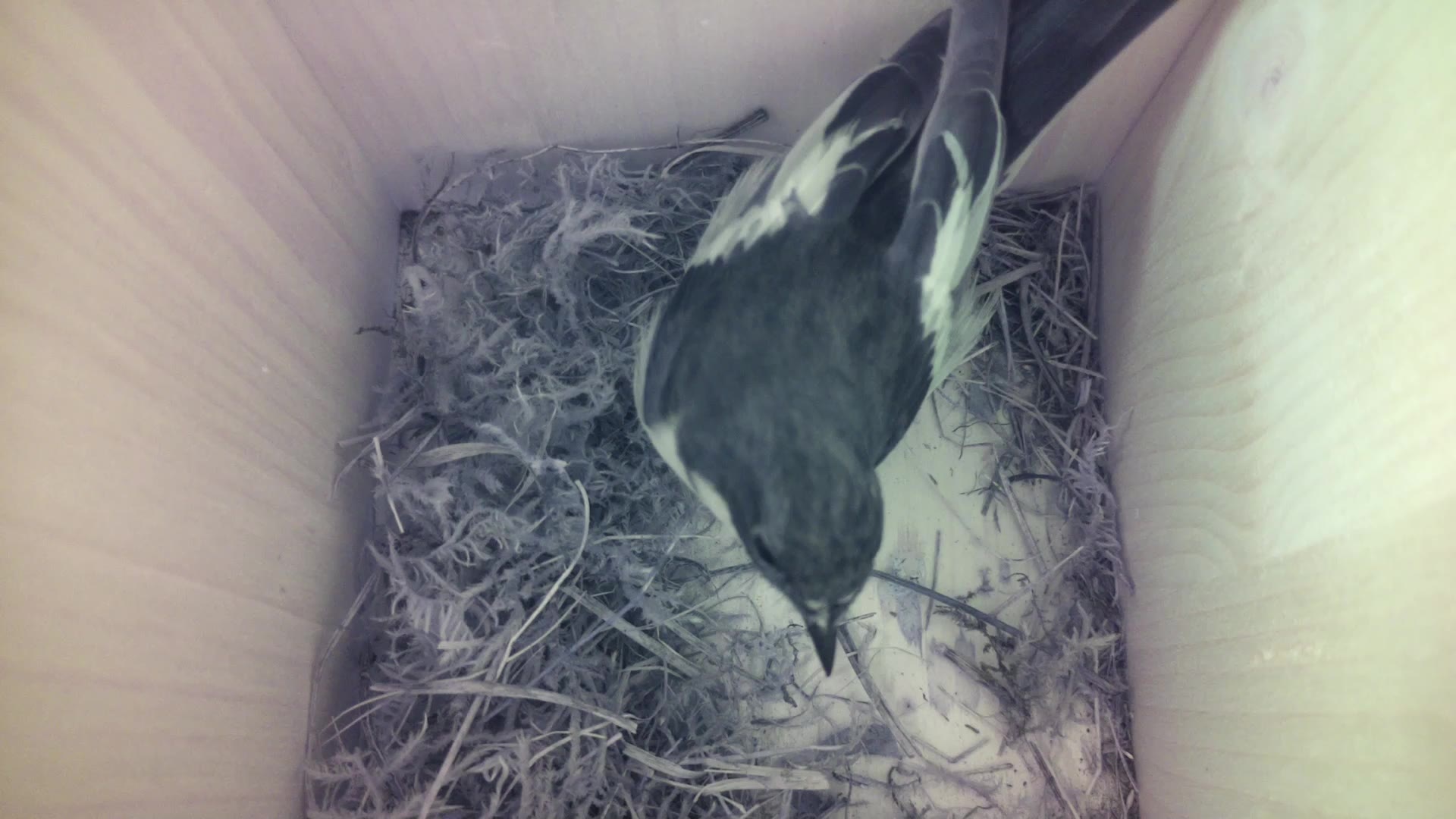 Aufnahme aus dem Vogelhaus
