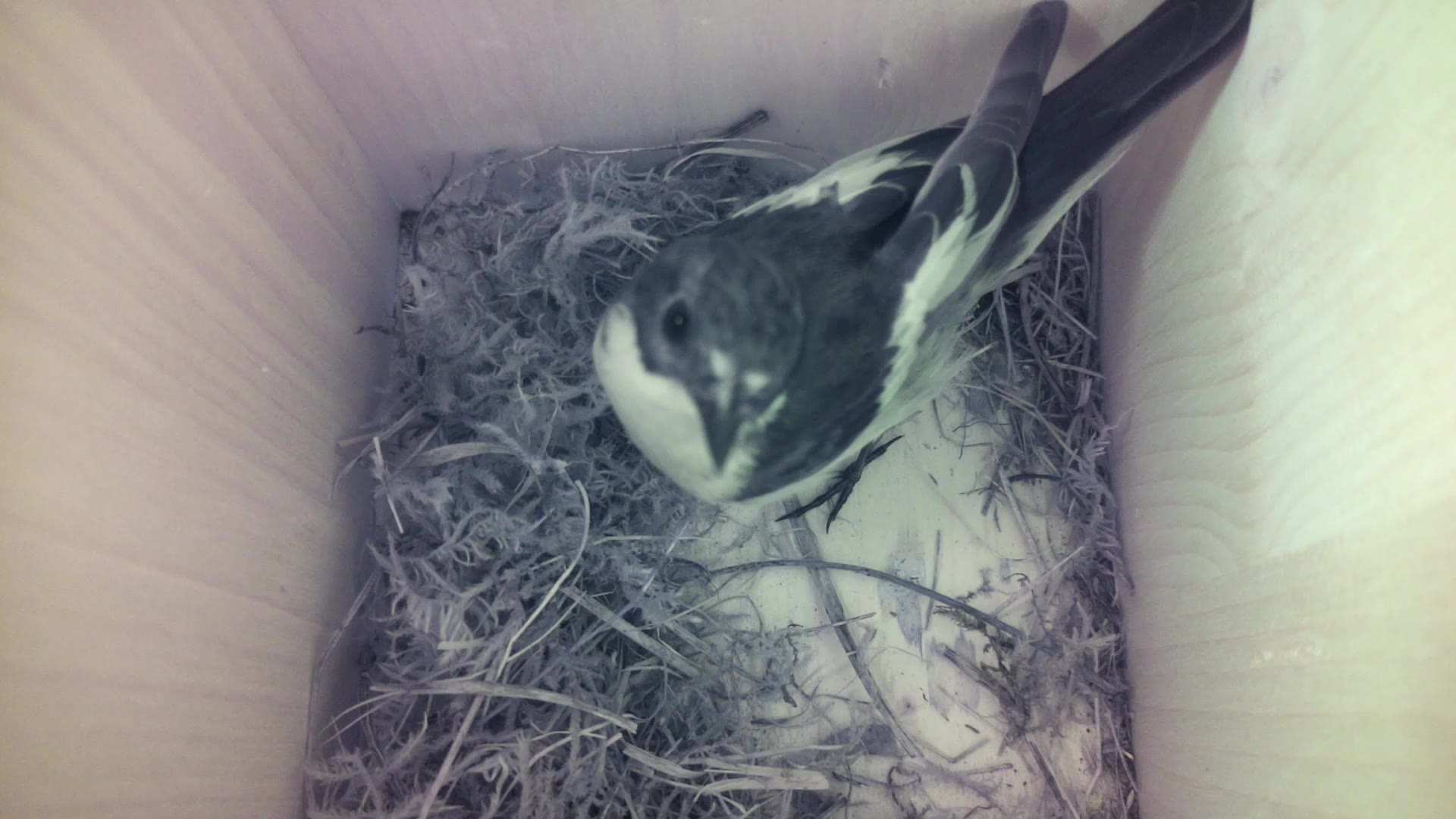 Aufnahme aus dem Vogelhaus