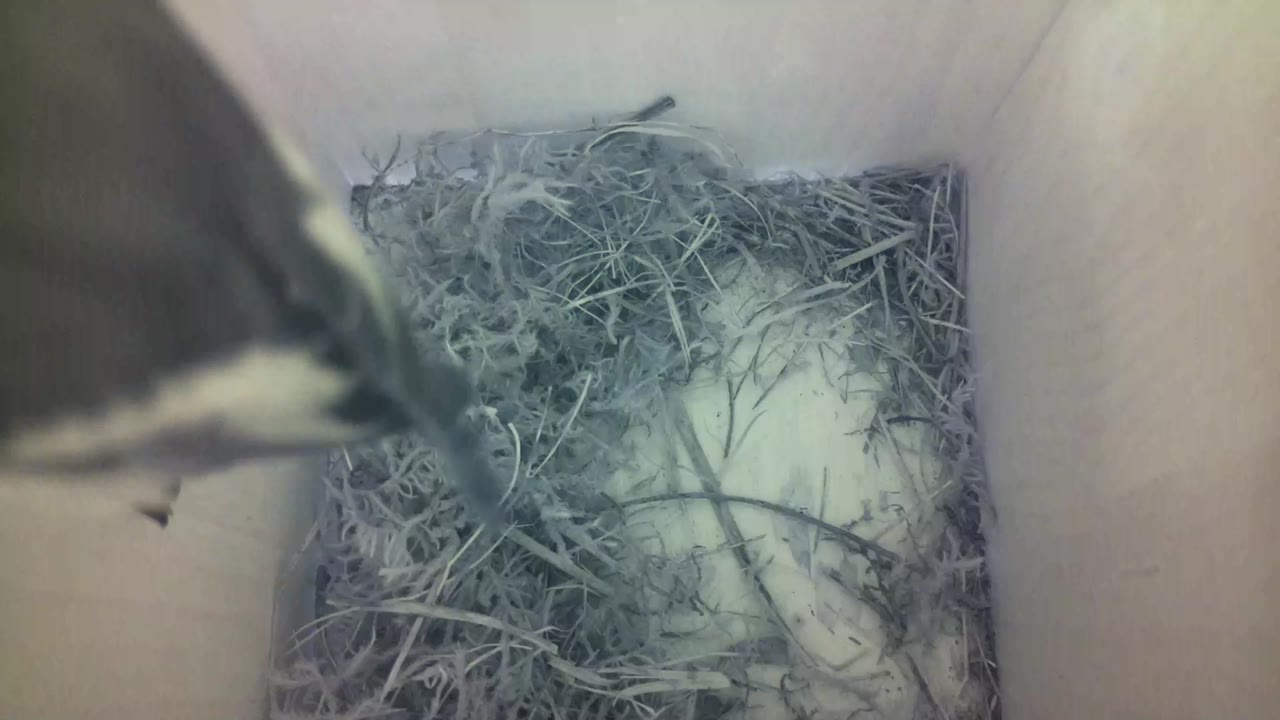 Aufnahme aus dem Vogelhaus