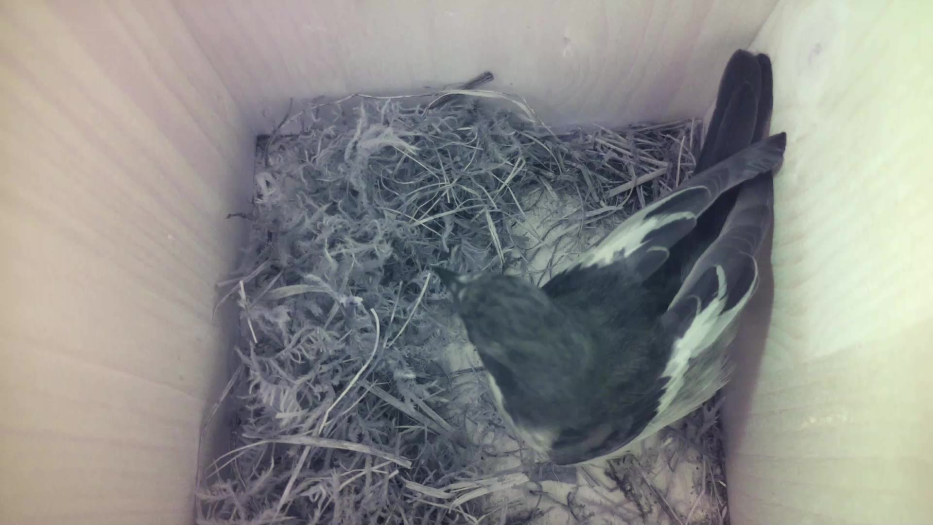 Aufnahme aus dem Vogelhaus