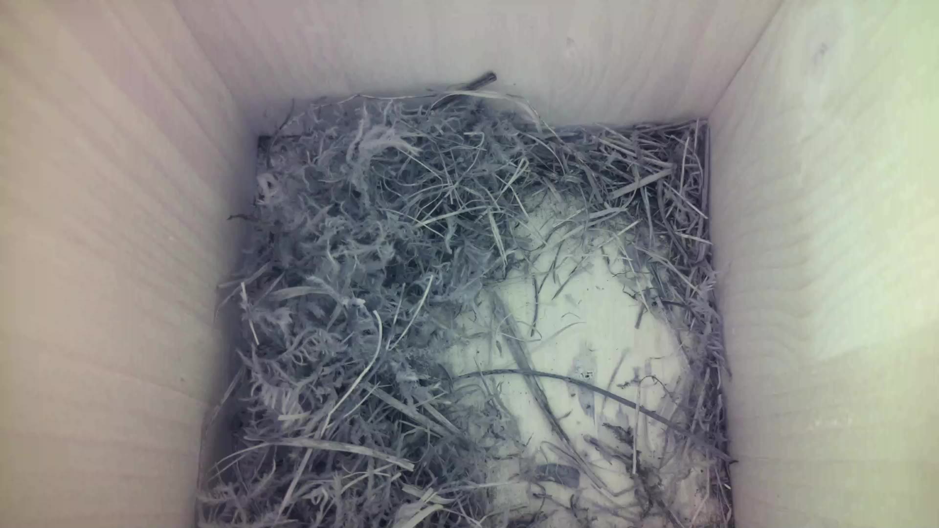 Aufnahme aus dem Vogelhaus