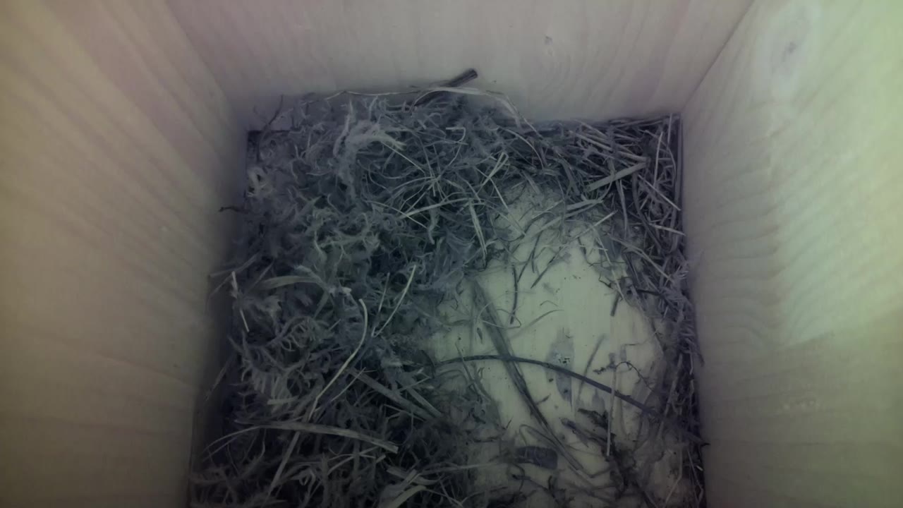 Aufnahme aus dem Vogelhaus