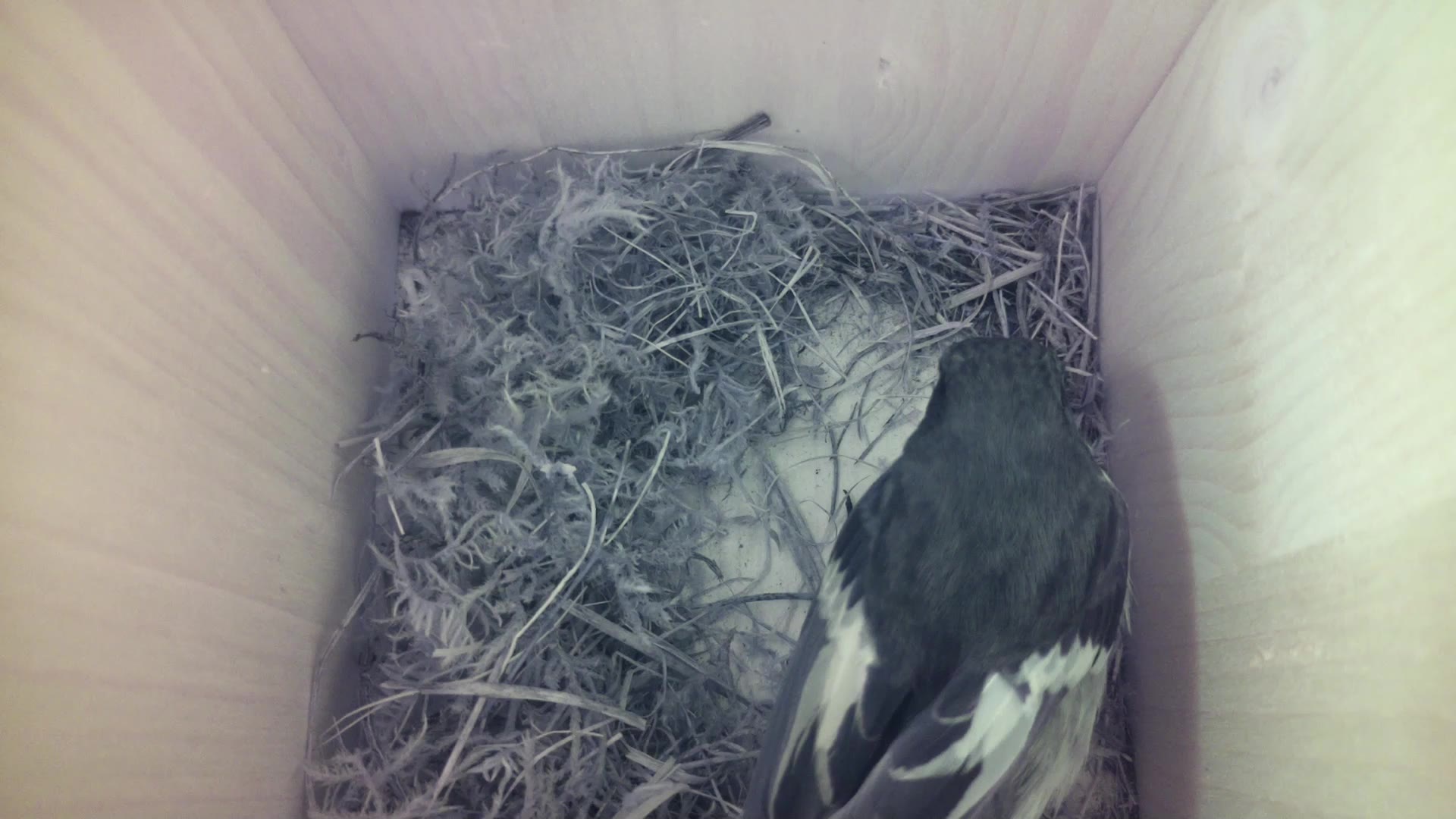 Aufnahme aus dem Vogelhaus