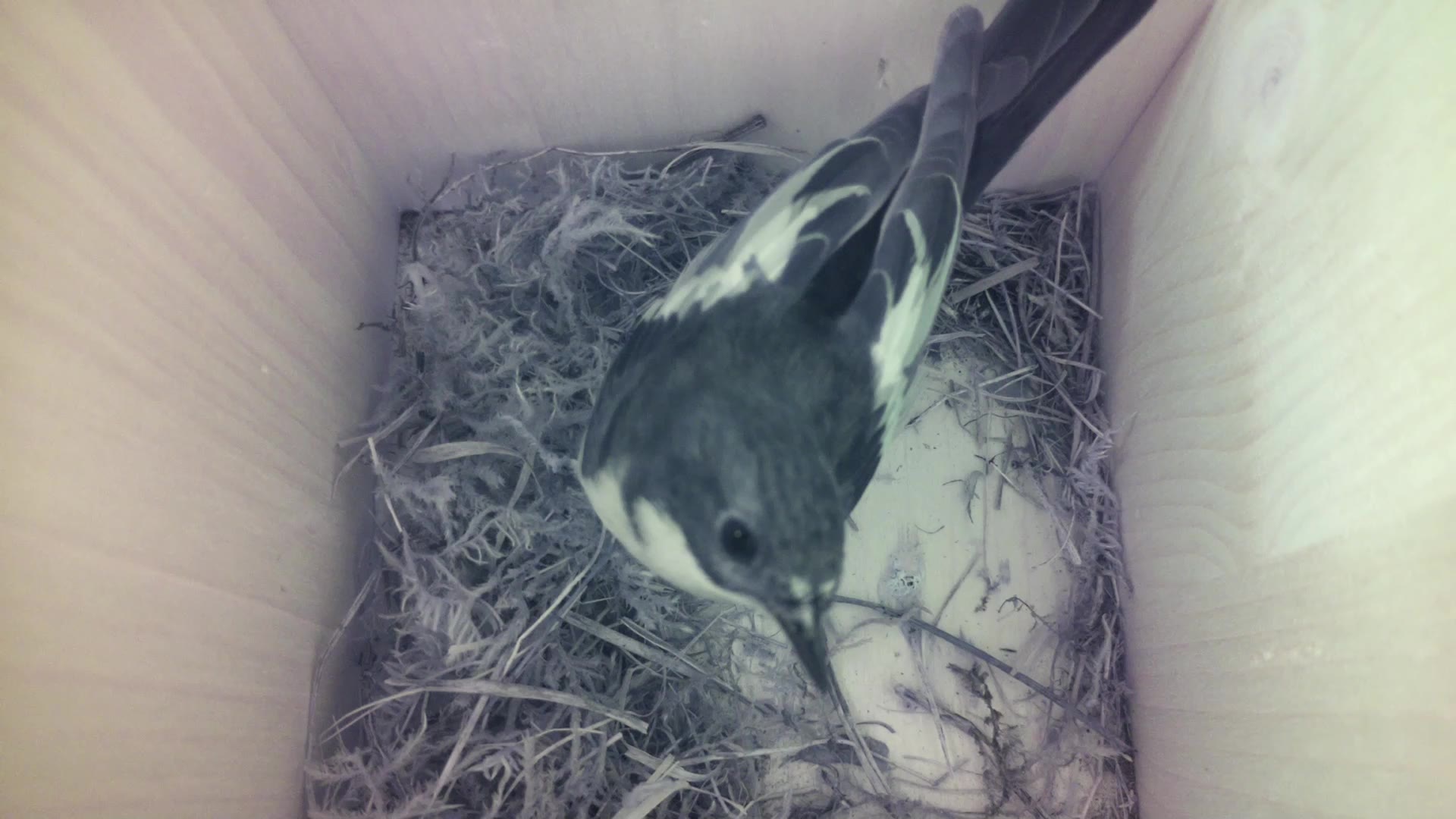 Aufnahme aus dem Vogelhaus