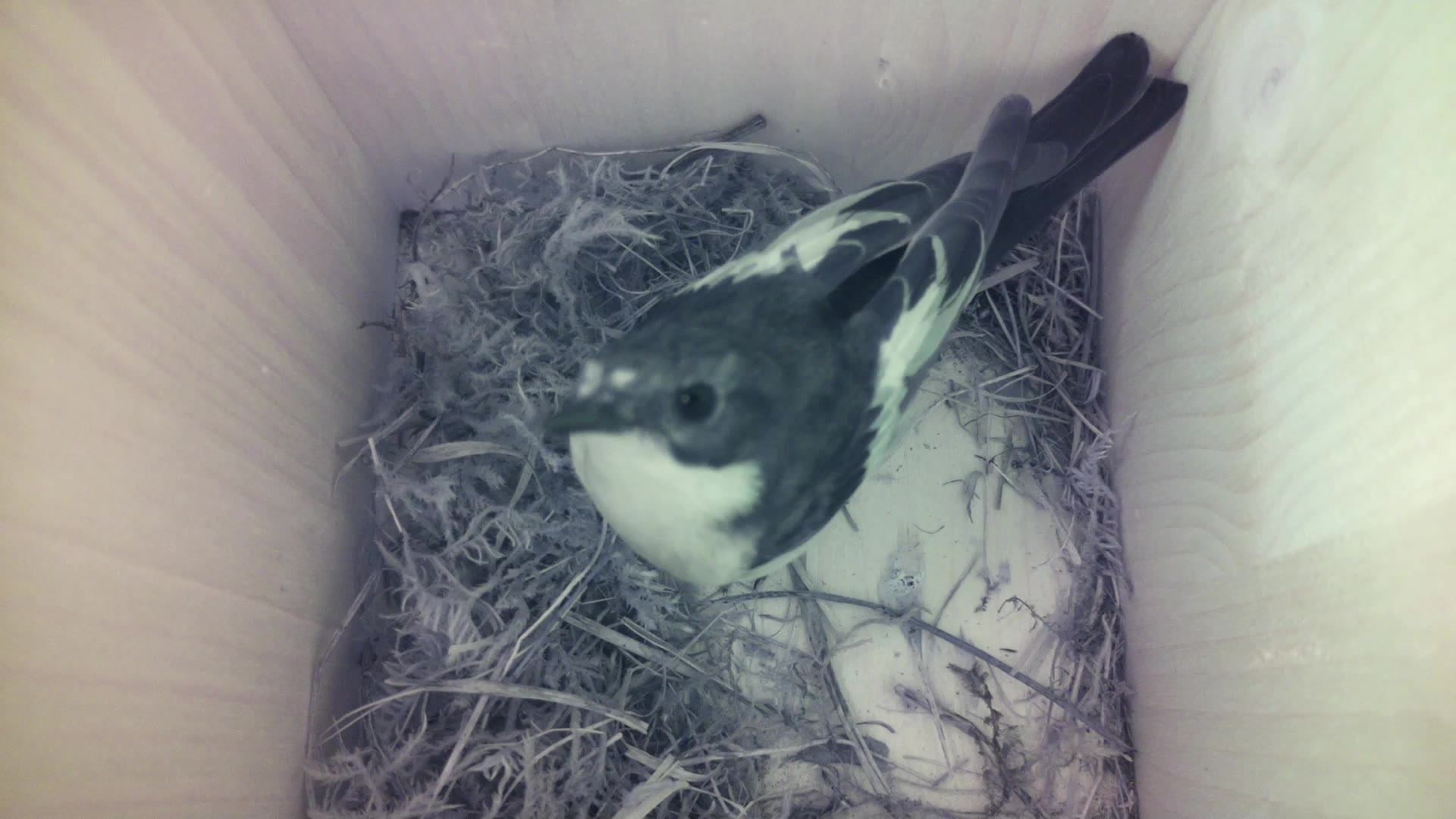 Aufnahme aus dem Vogelhaus