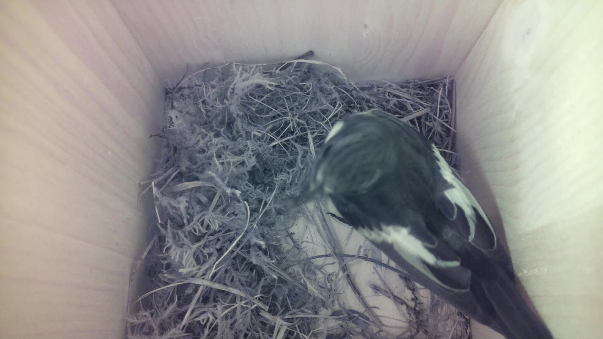 Aufnahme aus dem Vogelhaus