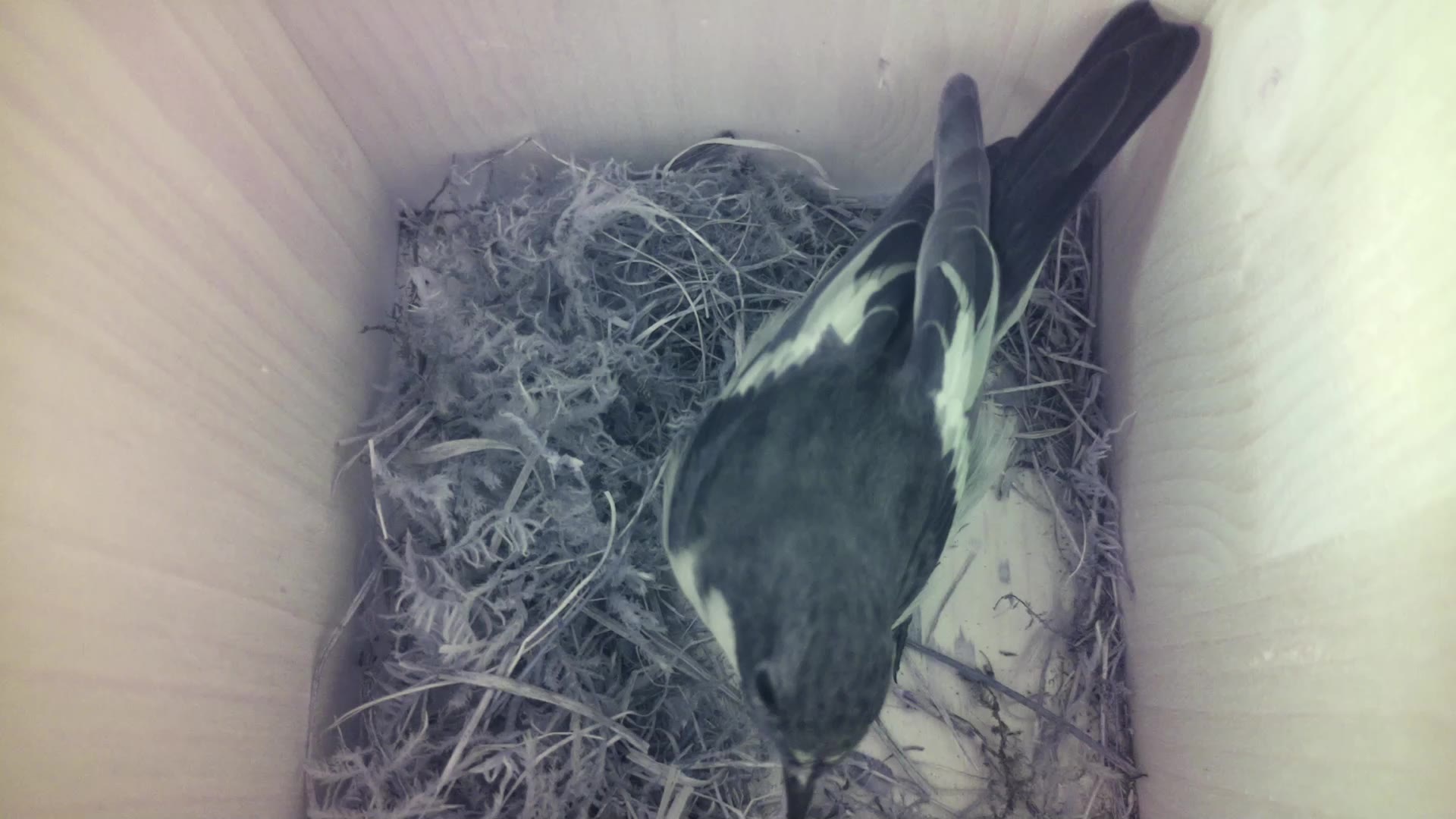 Aufnahme aus dem Vogelhaus