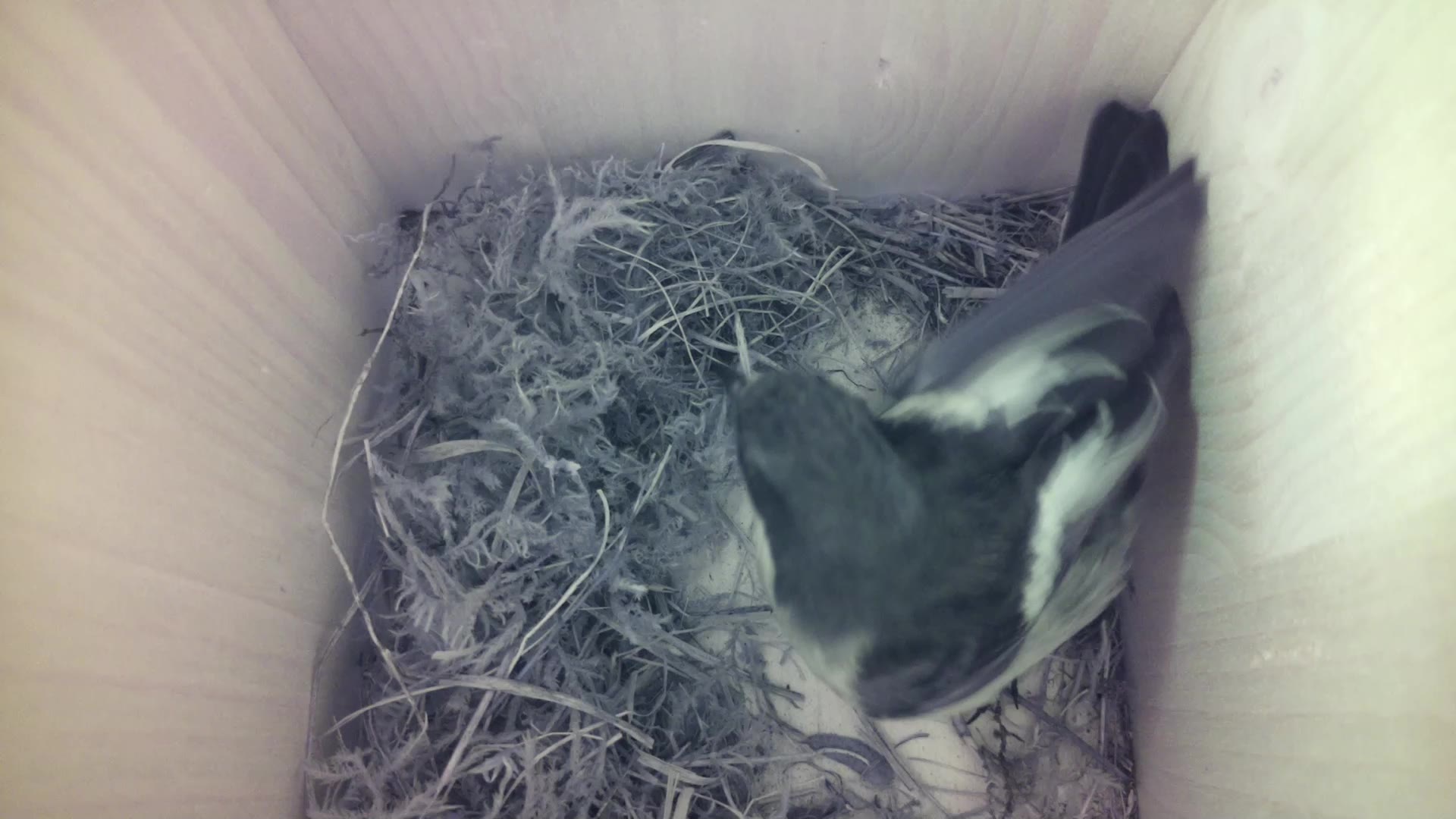 Aufnahme aus dem Vogelhaus