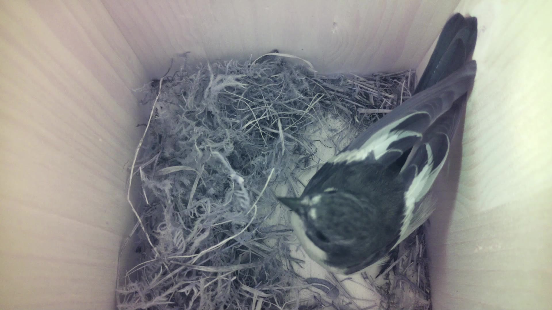 Aufnahme aus dem Vogelhaus