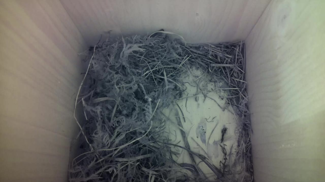 Aufnahme aus dem Vogelhaus