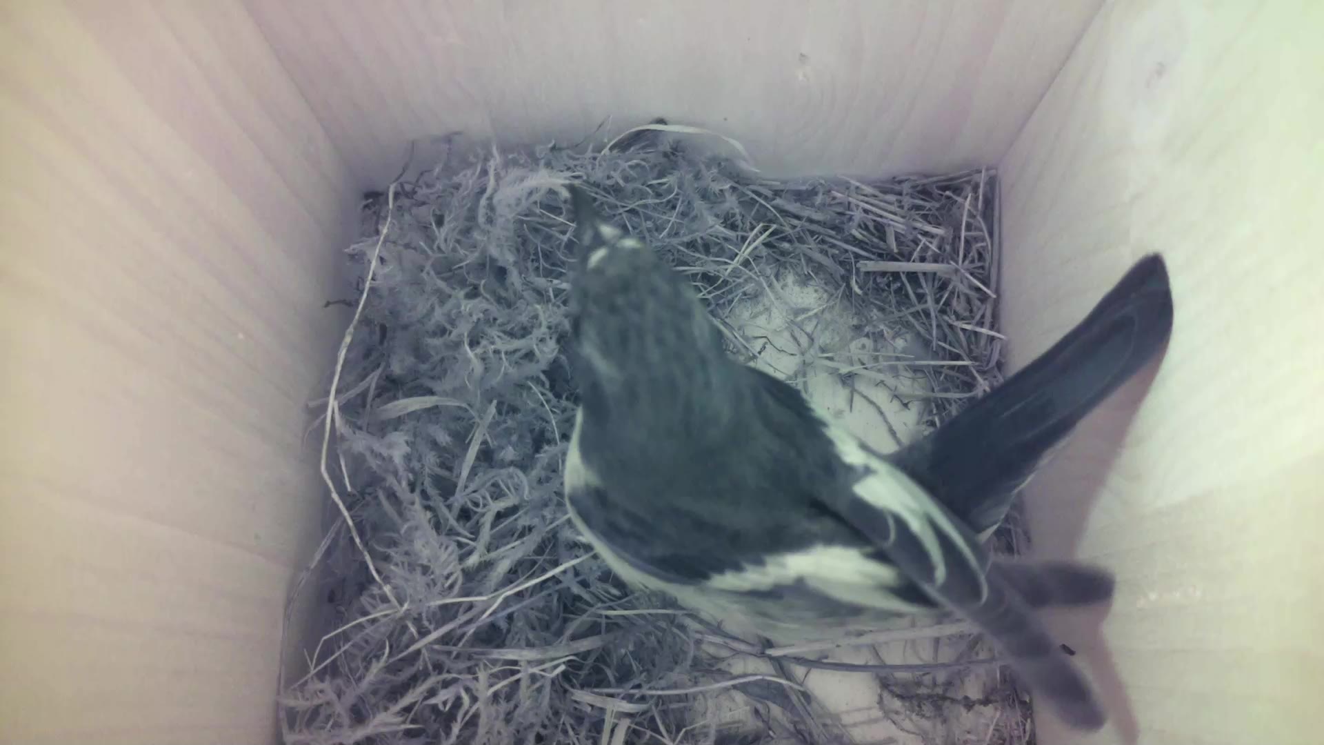 Aufnahme aus dem Vogelhaus