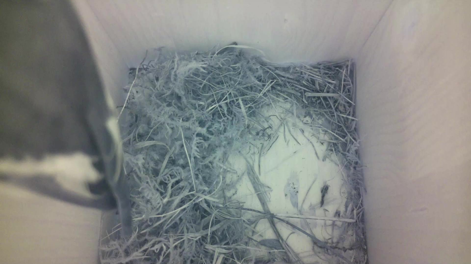 Aufnahme aus dem Vogelhaus