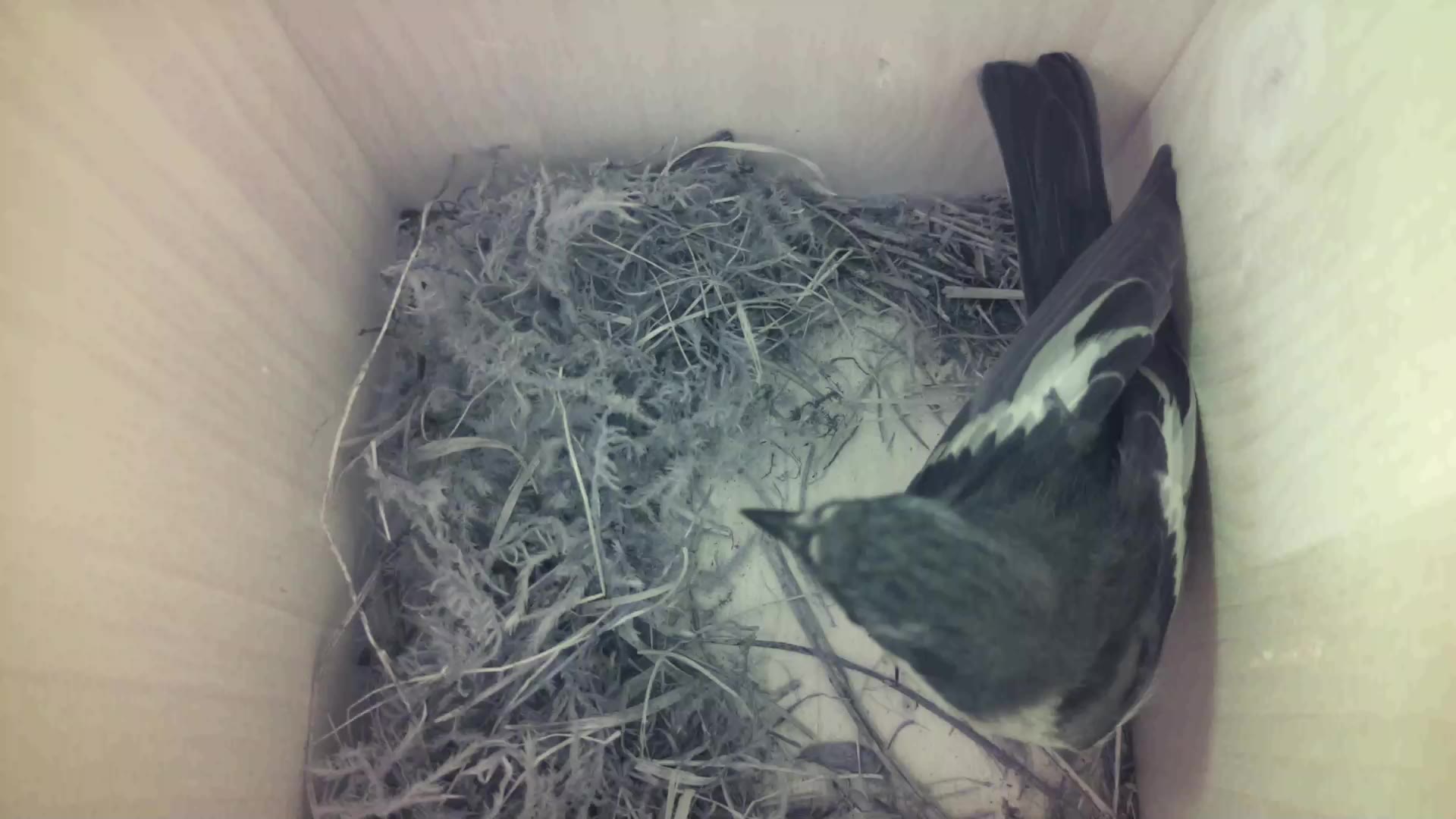 Aufnahme aus dem Vogelhaus