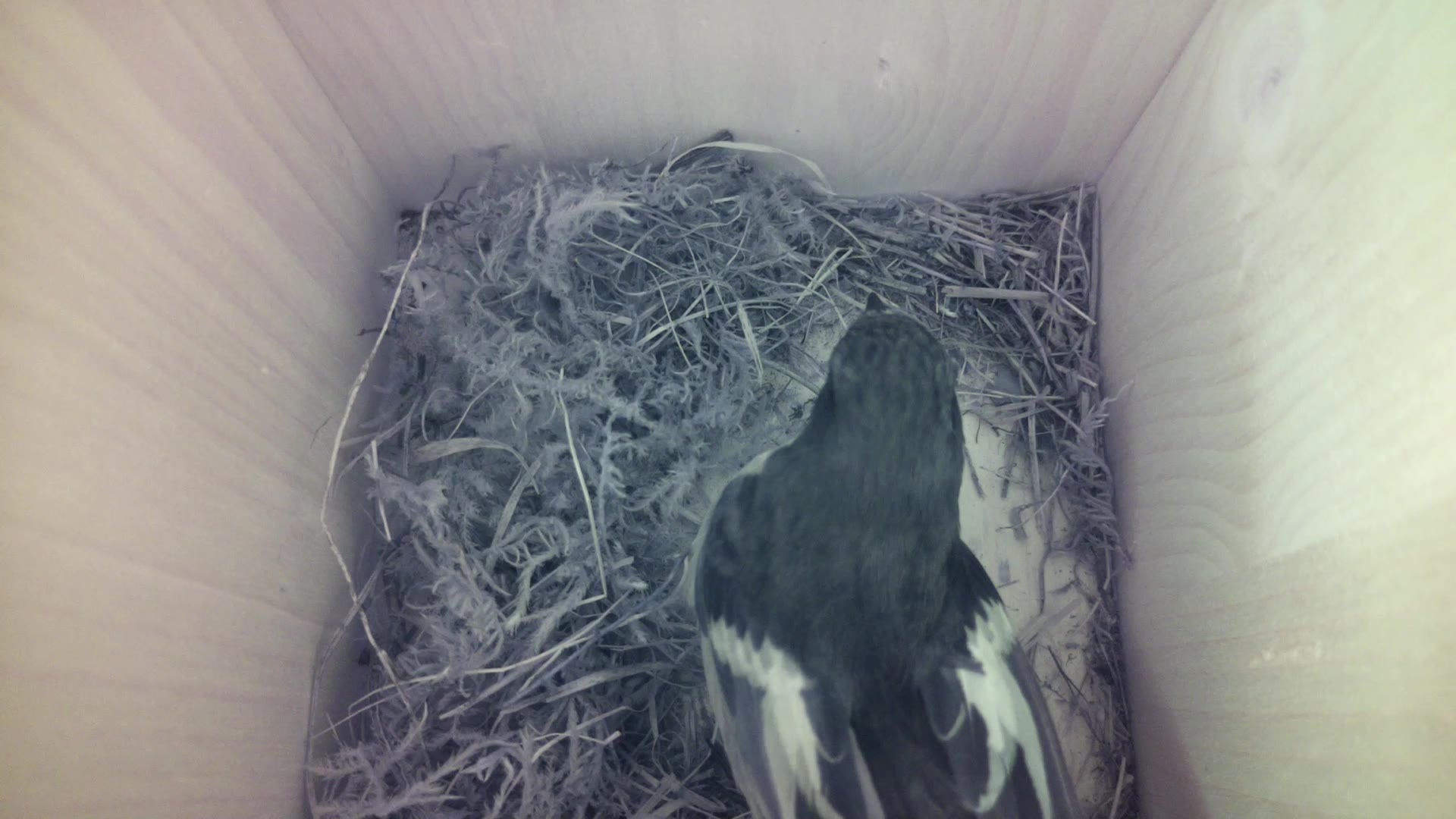 Aufnahme aus dem Vogelhaus