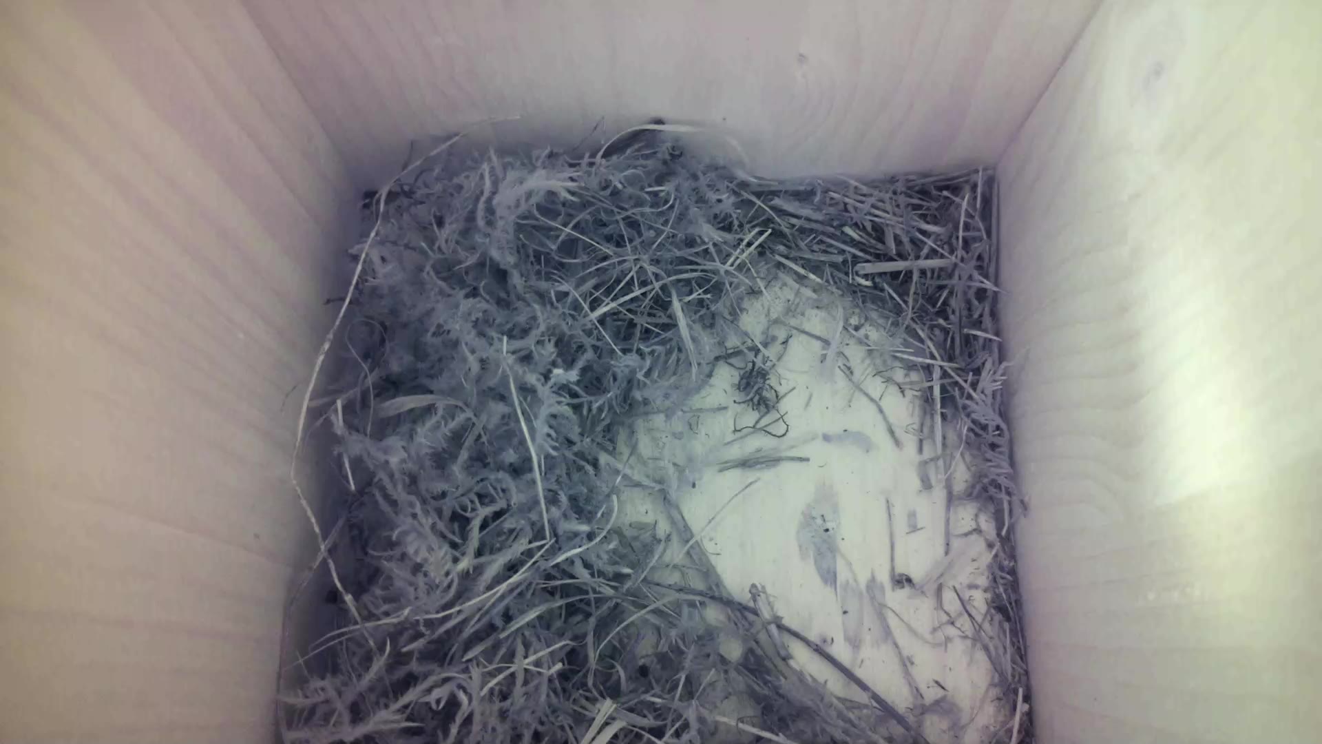 Aufnahme aus dem Vogelhaus