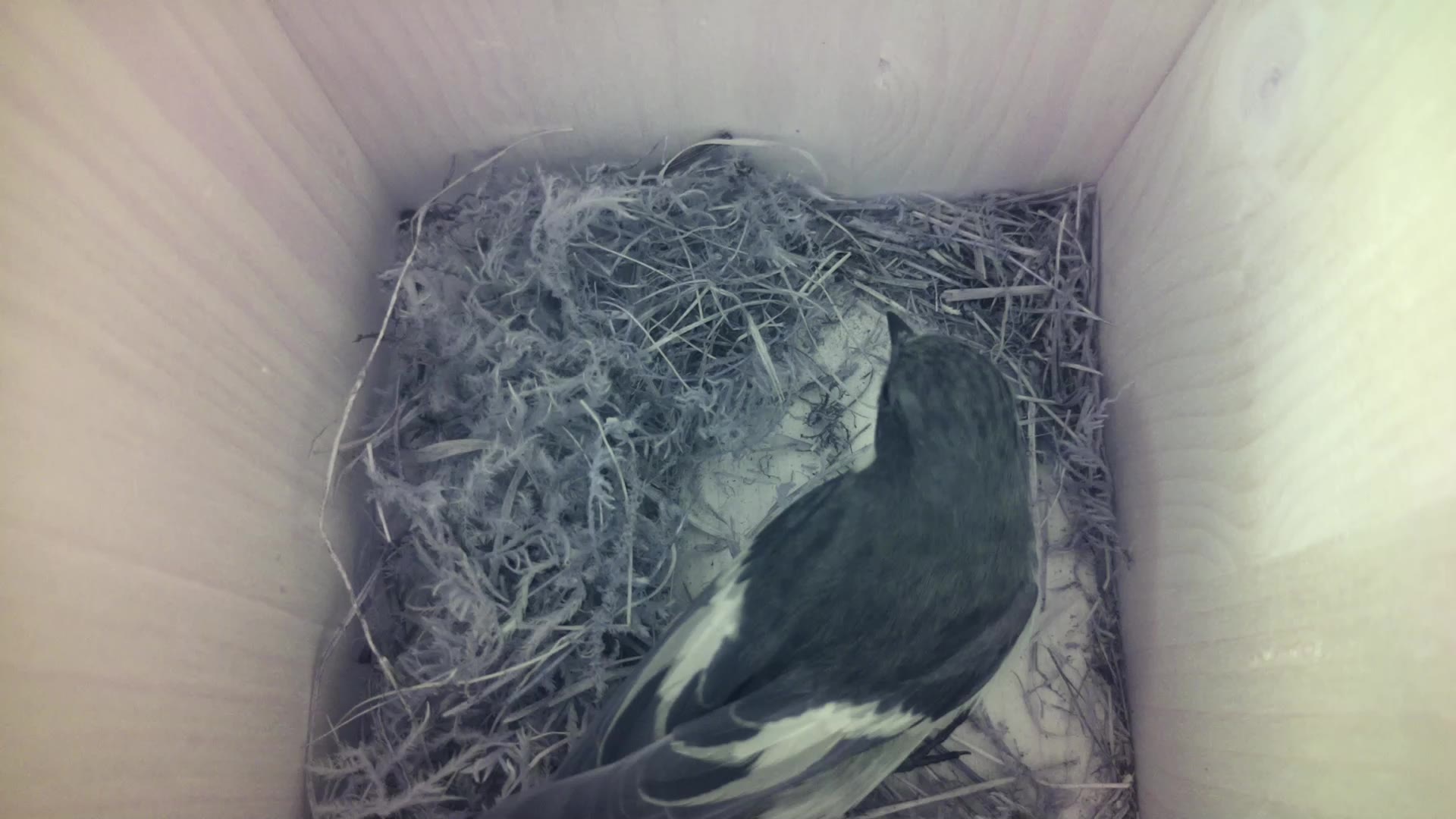 Aufnahme aus dem Vogelhaus