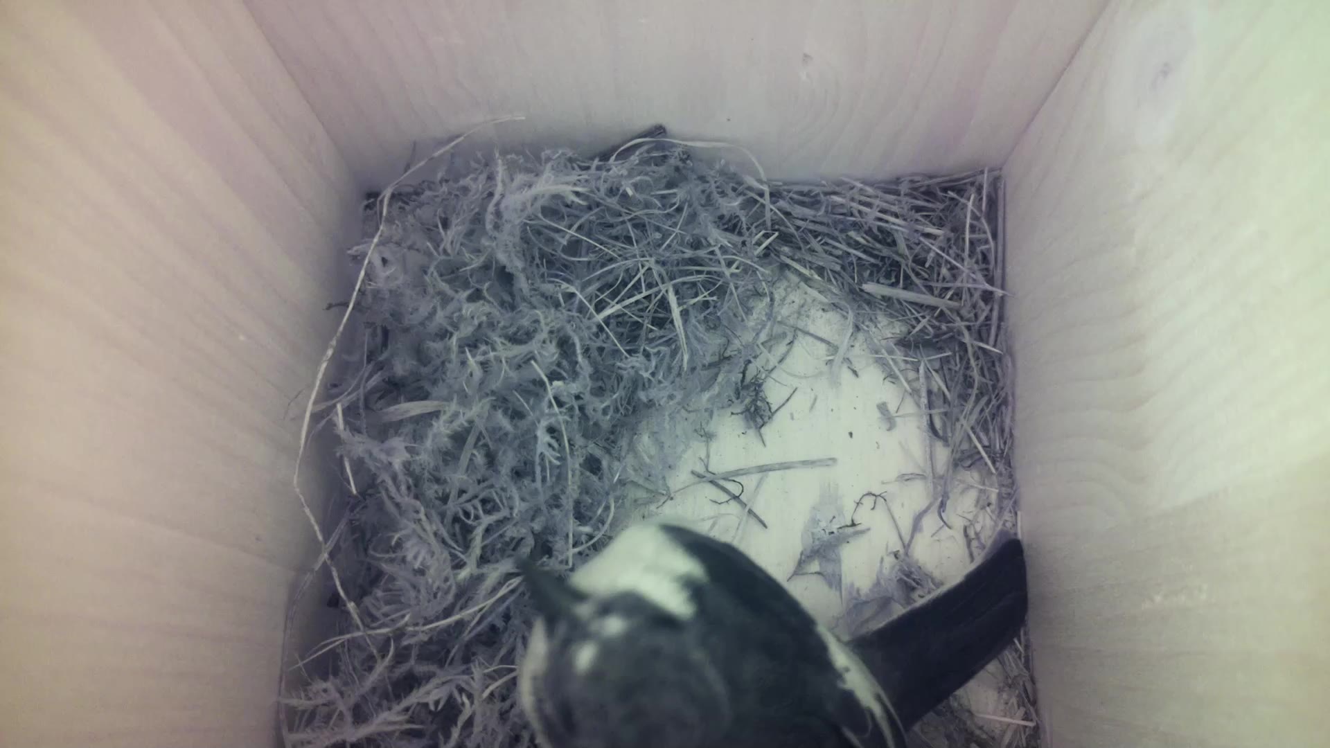 Aufnahme aus dem Vogelhaus