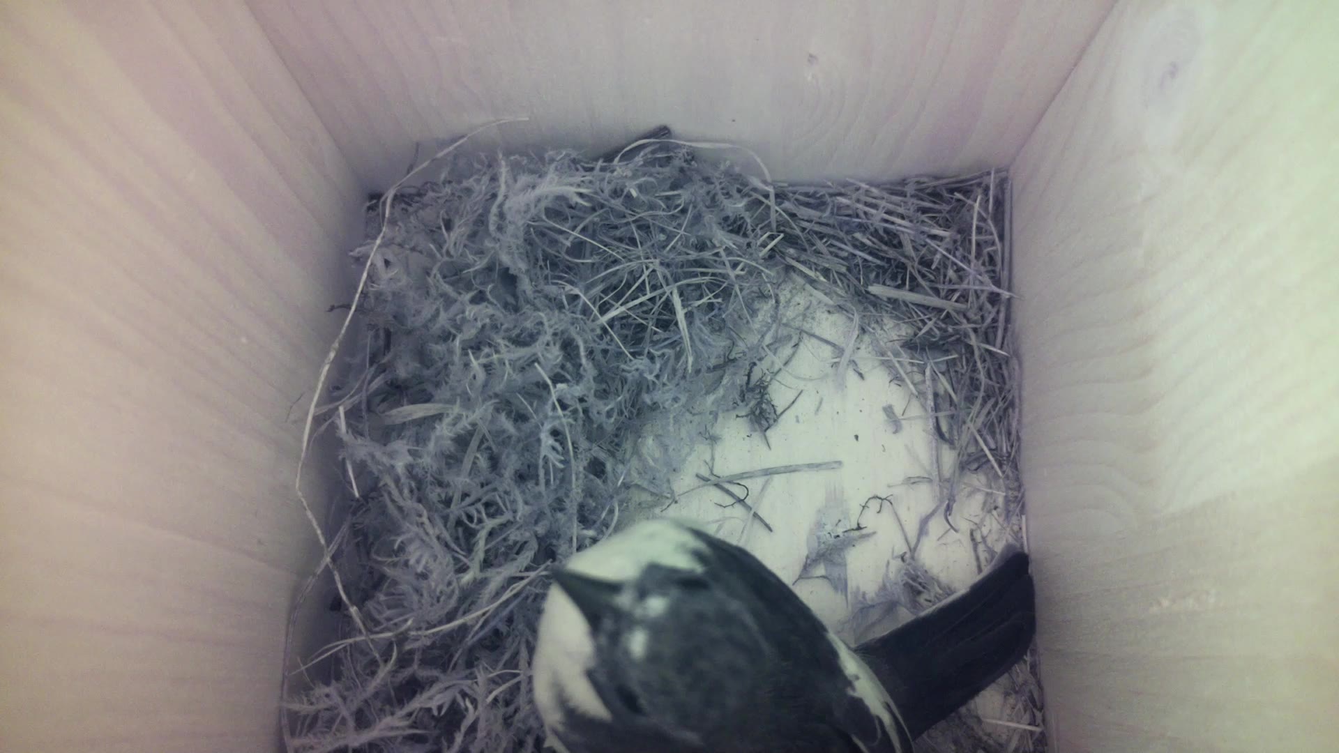 Aufnahme aus dem Vogelhaus