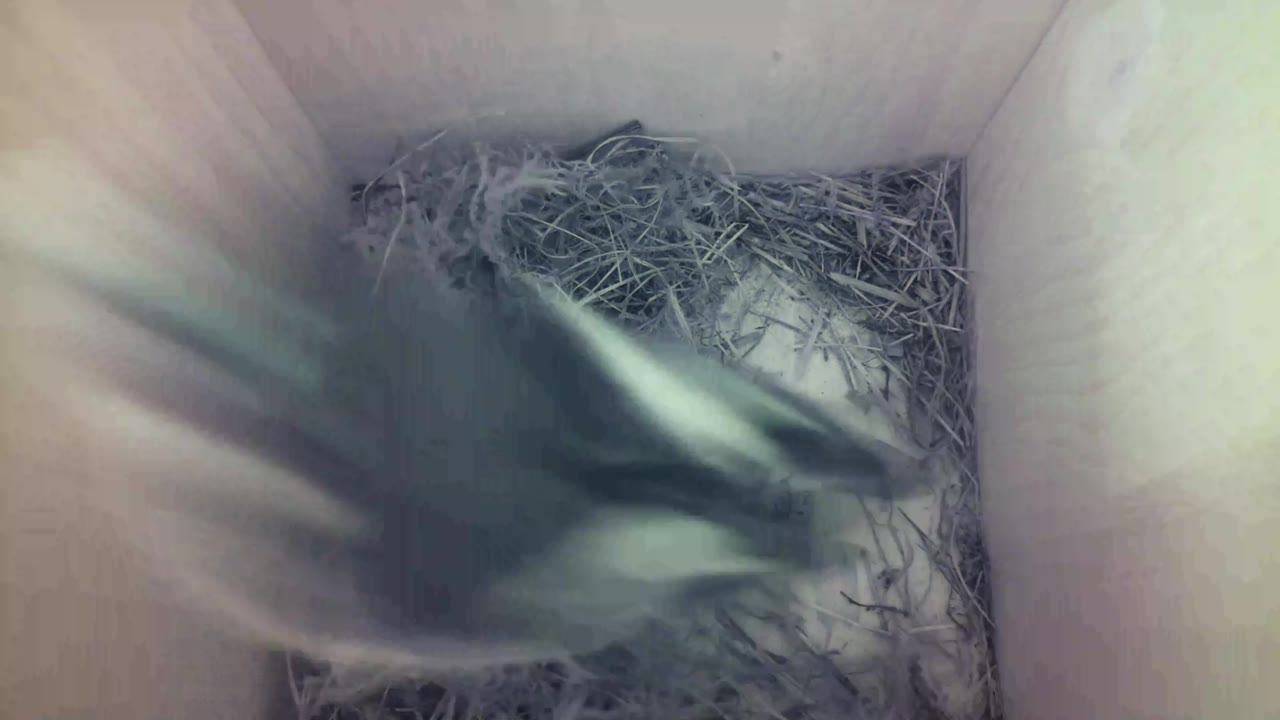 Aufnahme aus dem Vogelhaus