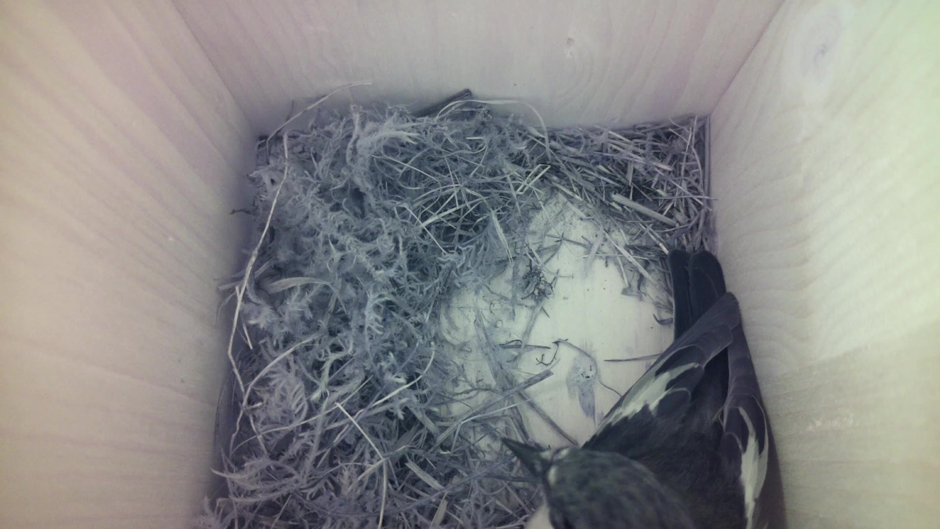 Aufnahme aus dem Vogelhaus